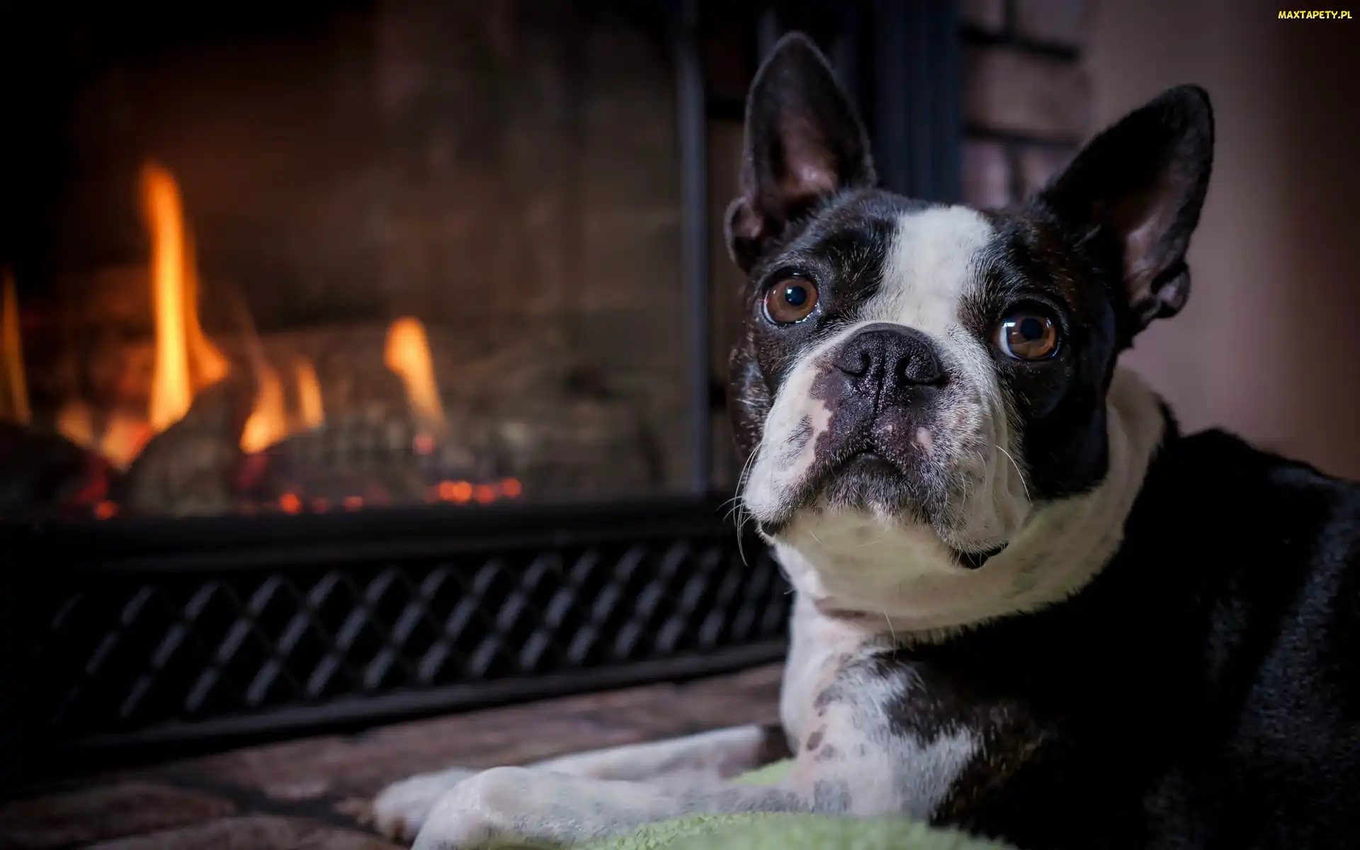 Boston terrier, Kominek, Pies