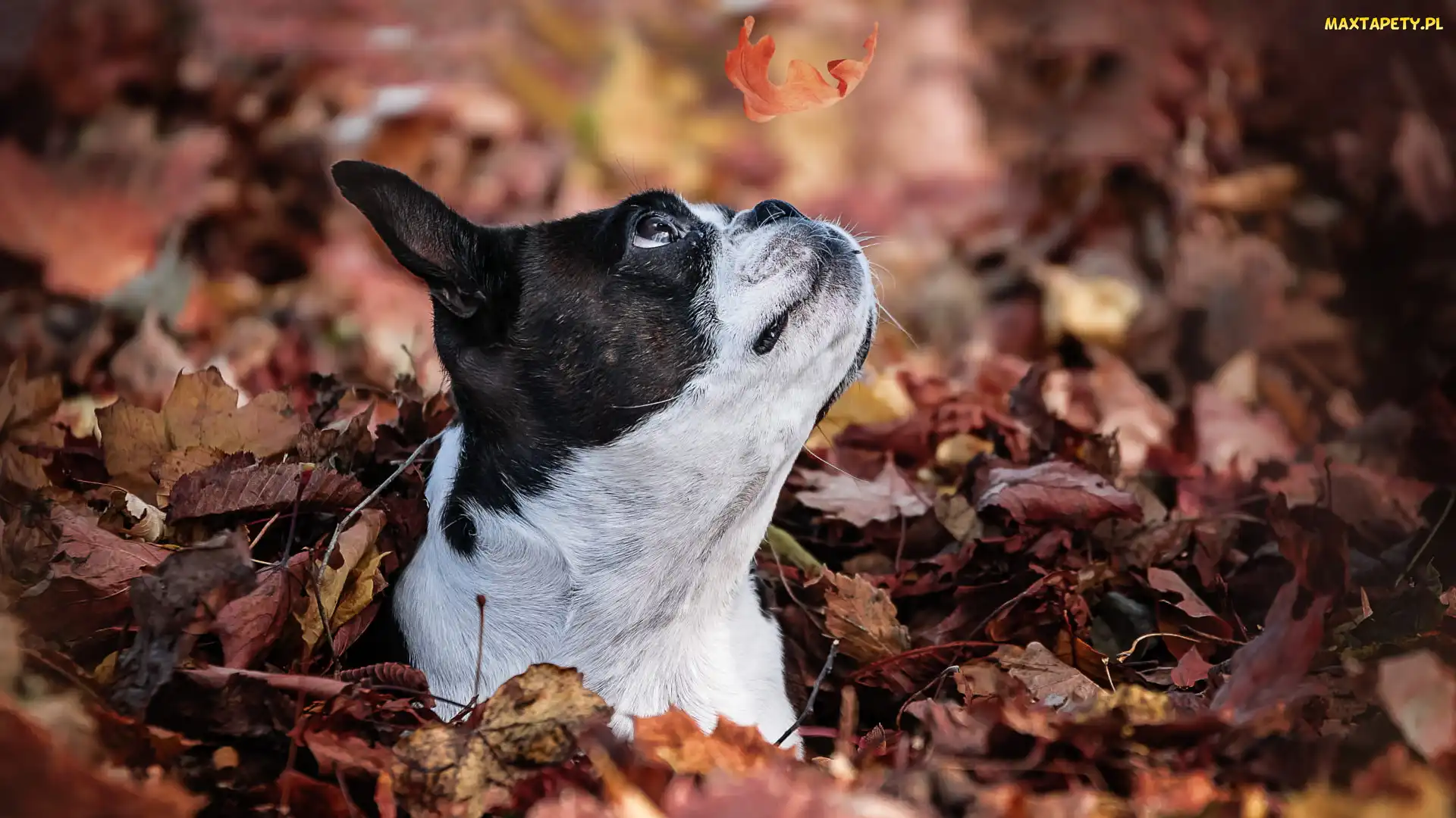 Boston terrier, Liść, Pies