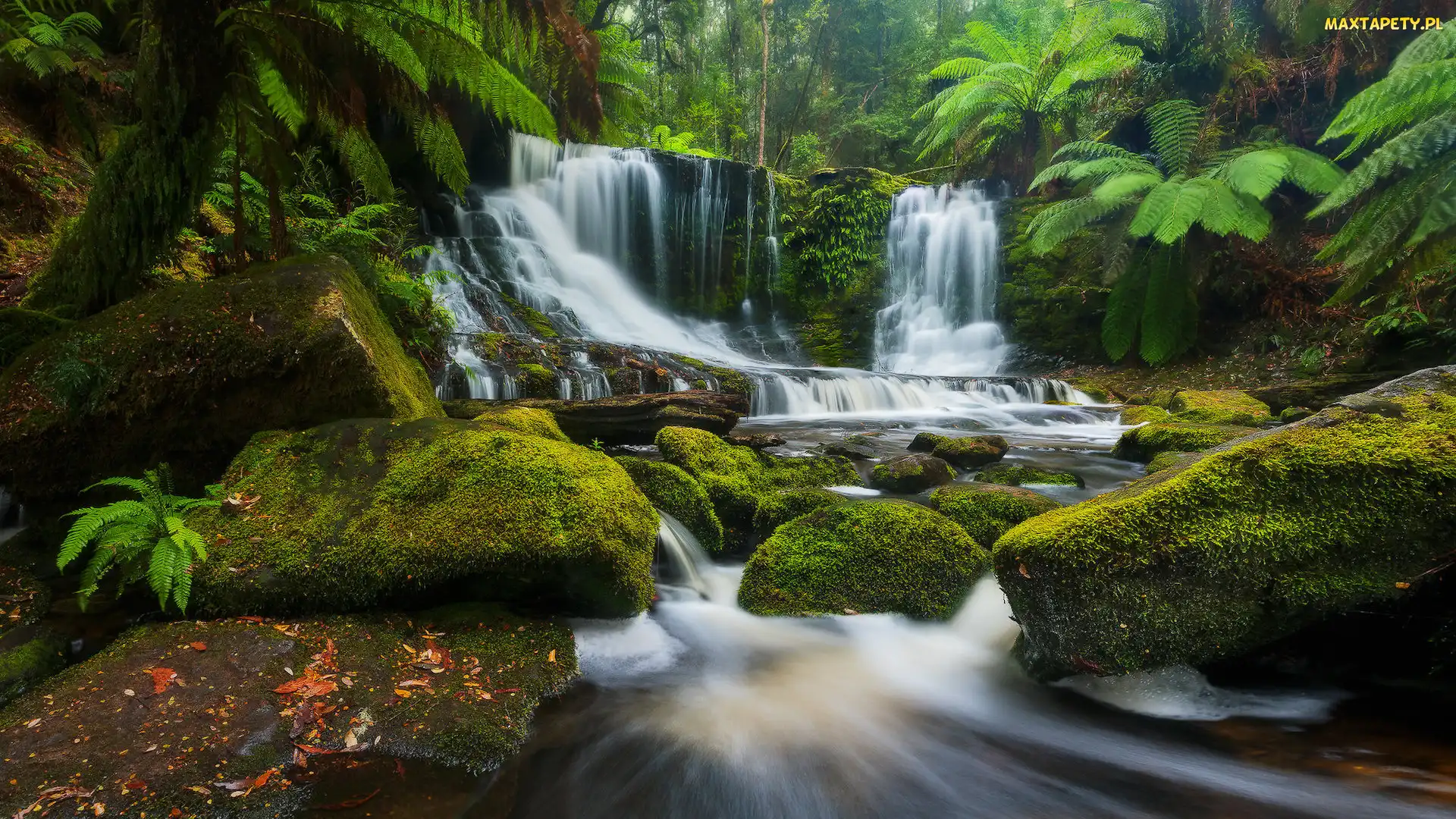 Wodospad, Tasmania, Paprocie, Australia, Park Narodowy Mount Field, Kamienie, Horseshoe Falls, Skały, Omszone
