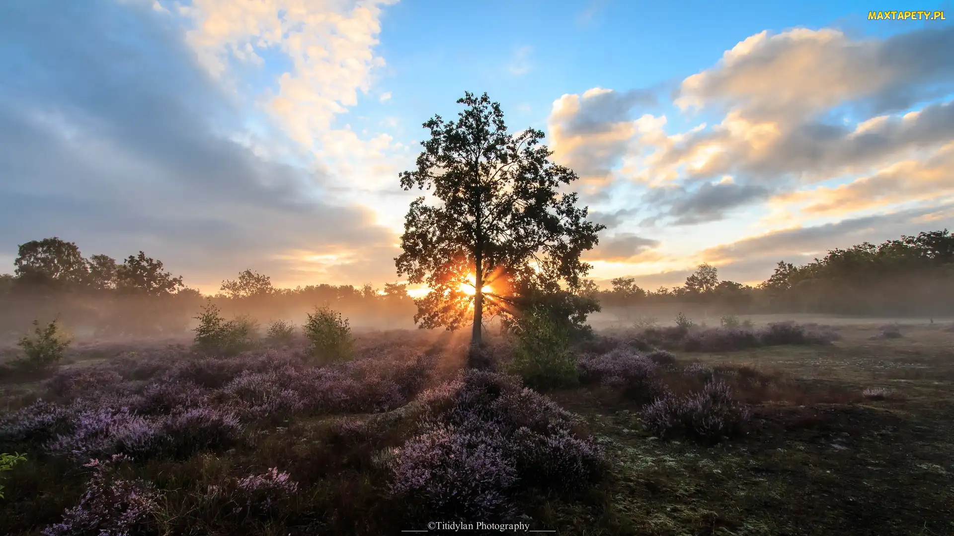 Drzewa, Wrzosy, Wrzosowisko, Chmury, Gmina Nijlen, Wschód słońca, Belgia, Kesselse Heide