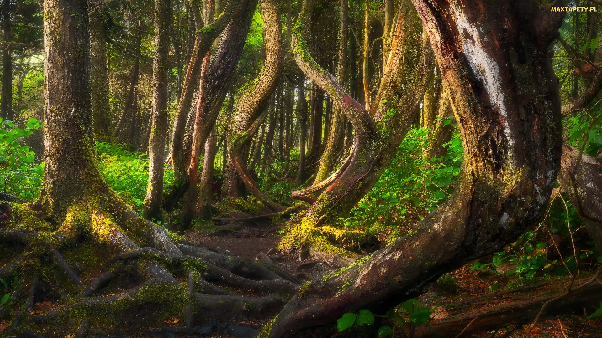 Pnie, Drzewa, Las, Kanada, Port Renfrew, Botanical Beach, Kolumbia Brytyjska, Krzywe