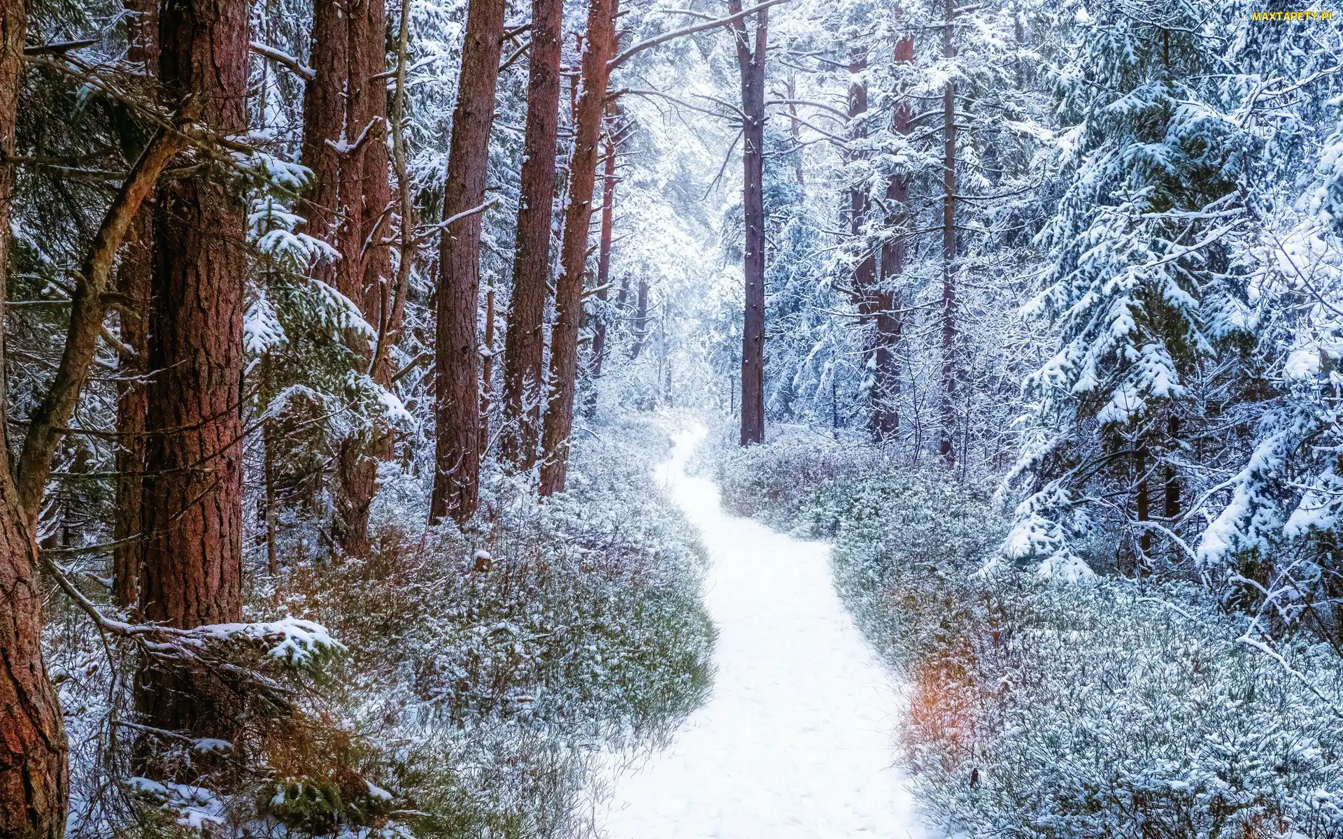 Ścieżka, Zaśnieżona, Śnieg, Zima, Las, Drzewa