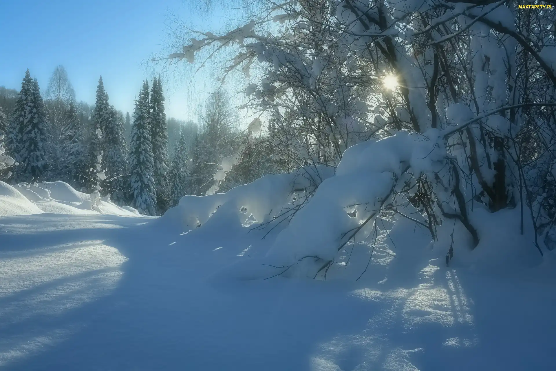 Krzewy, Drzewa, Śnieg, Zima, Słońce, Blask