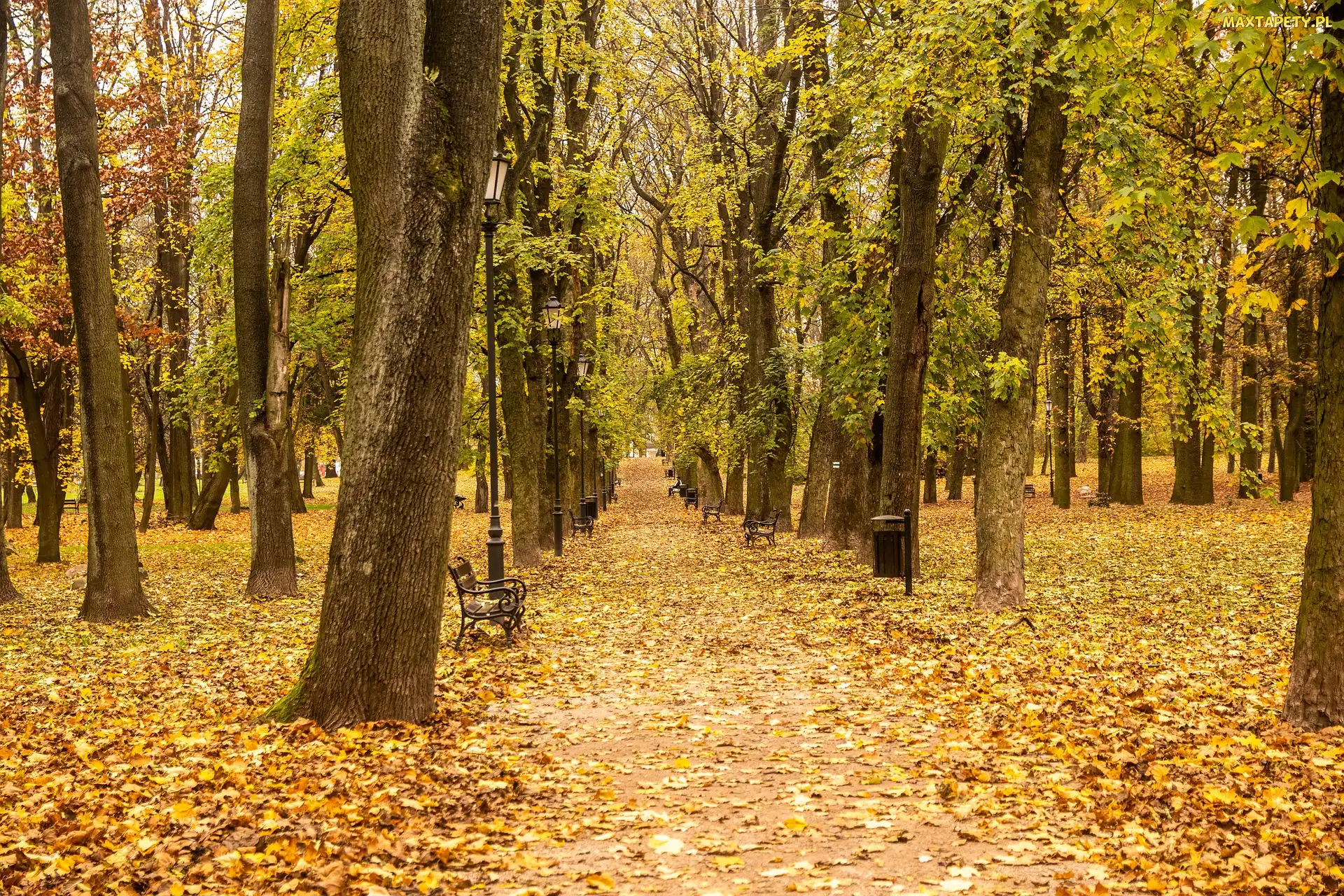 Park, Droga, Jesień, Liście, Ławki, Opadłe, Latarnie, Drzewa