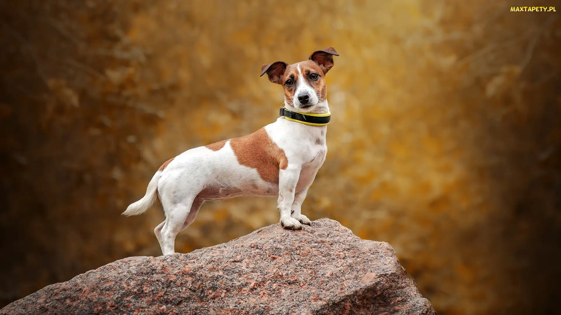 Jack Russell terier, Skała, Pies
