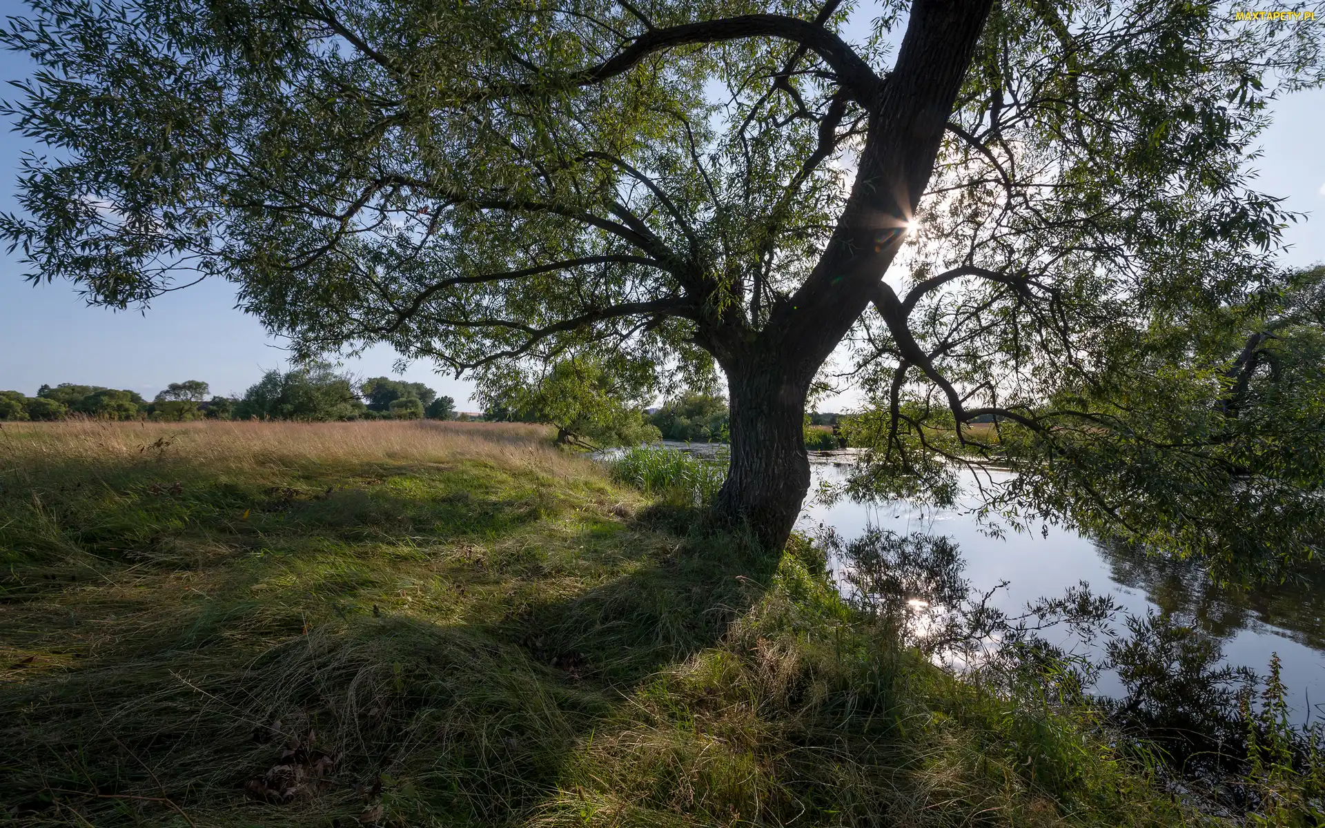 Rozłożyste, Trawa, Rzeka, Drzewo