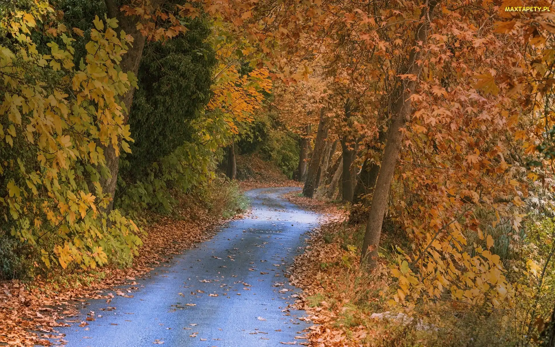 Droga, Las, Drzewa, Liście, Jesień