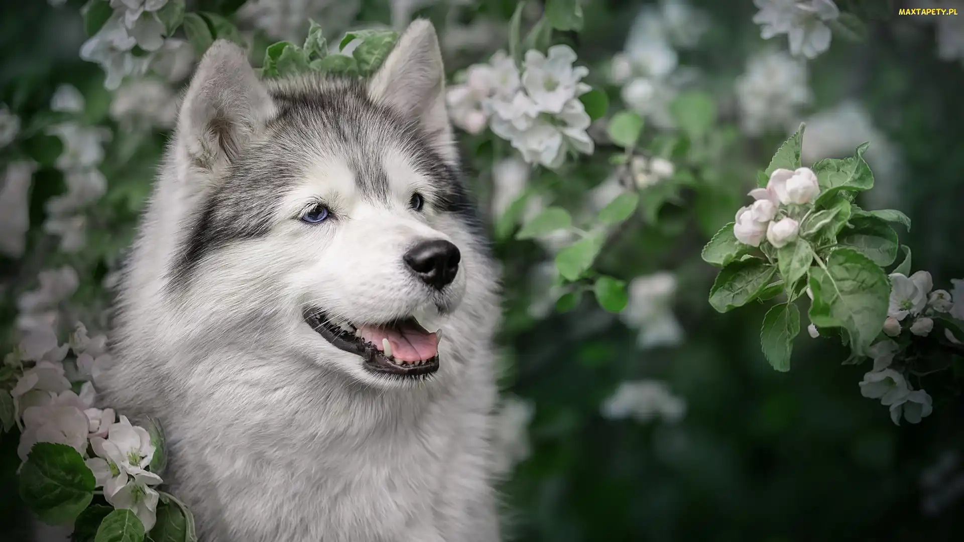 Pies, Gałązki, Okwiecone, Alaskan malamute