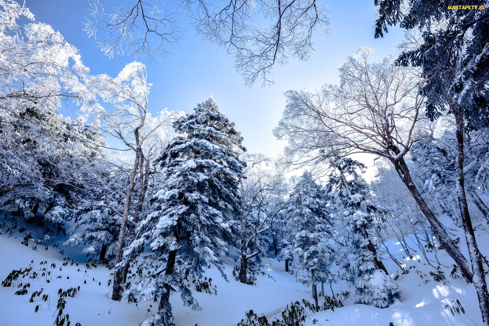 Śnieg, Las, Ośnieżony, Drzewa, Zima