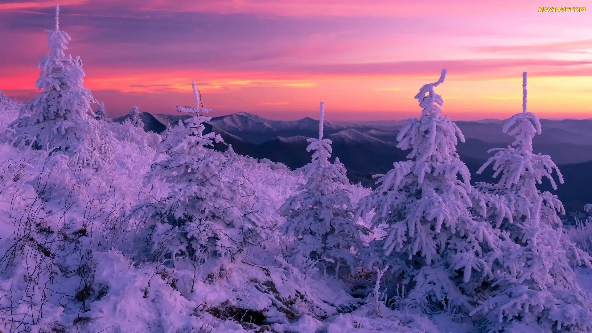 Śnieg, Pasmo Błękitne, Zima, Góry, Północna Karolina, Świerki, Stany Zjednoczone, Blue Ridge Mountain