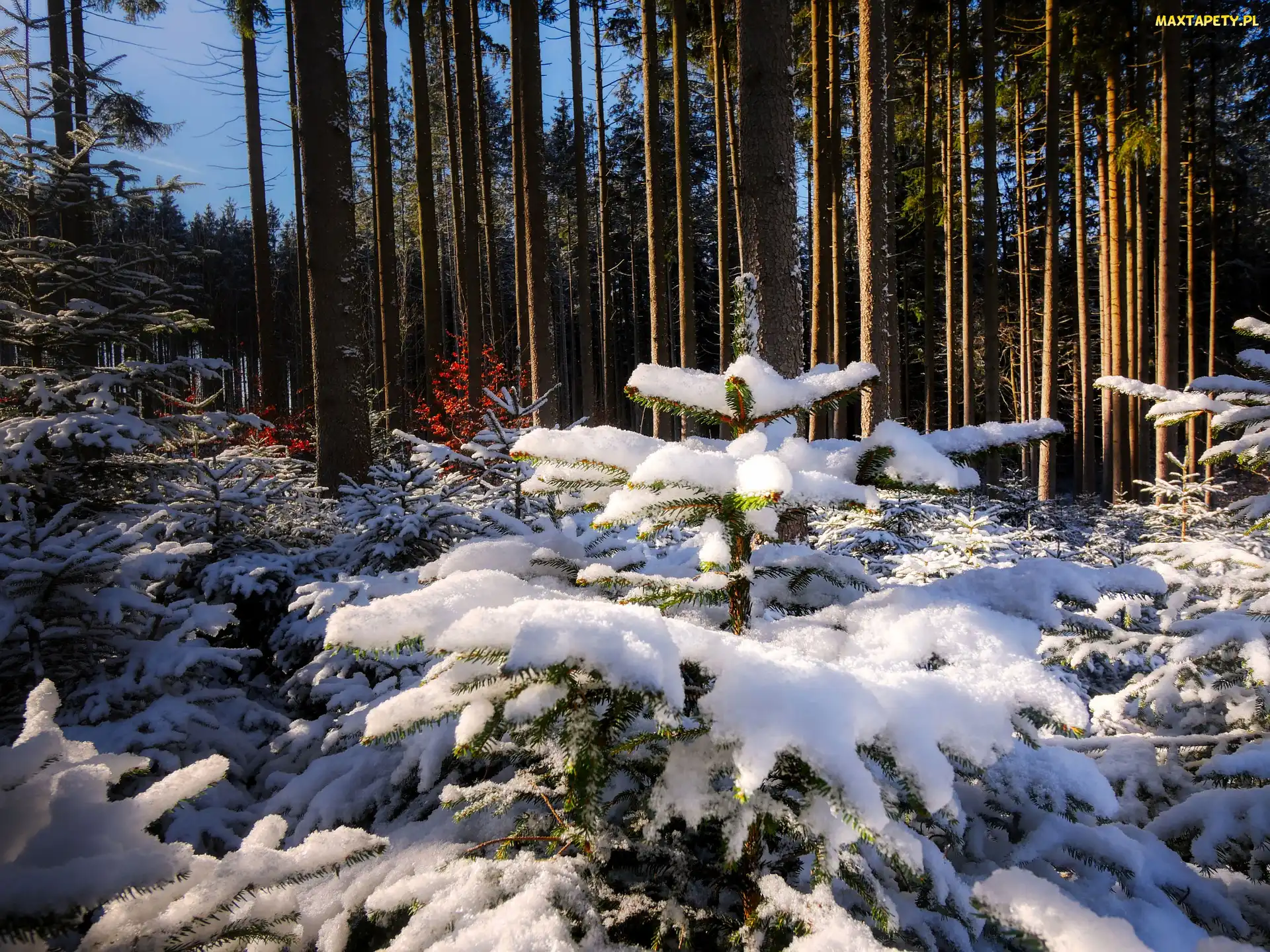 Śnieg, Dzień, Las, Zima, Drzewa, Słoneczny