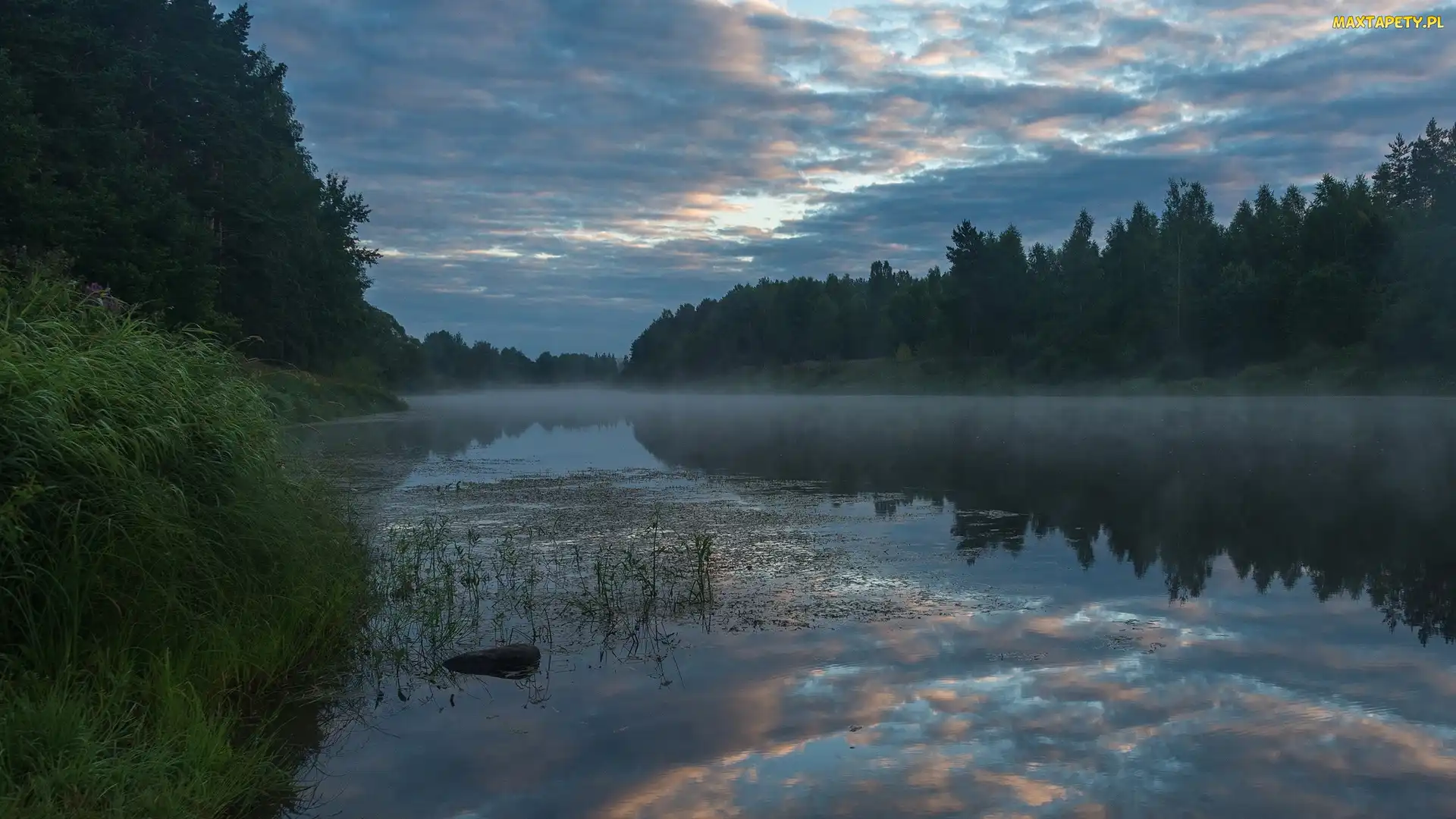 Drzewa, Trawa, Rzeka, Mgła