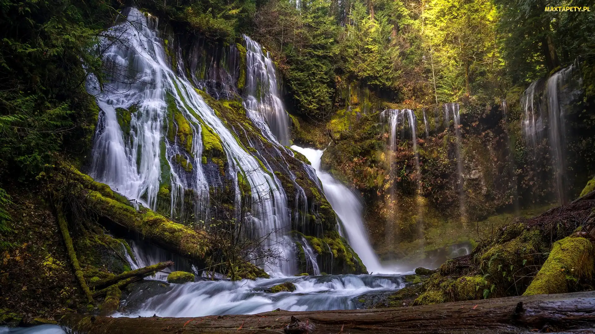 Stany Zjednoczone, Stan Waszyngton, Drzewa, Las, Wodospad Panther Creek Falls, Gifford Pinchot National Forest