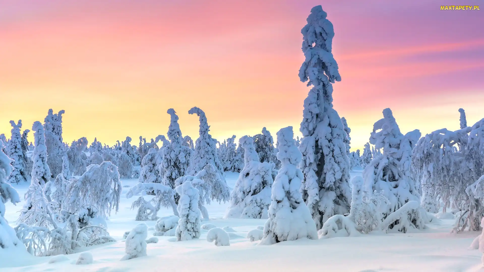 Ośnieżone, Drzewa, Laponia, Park Narodowy Riisitunturi, Finlandia, Zima
