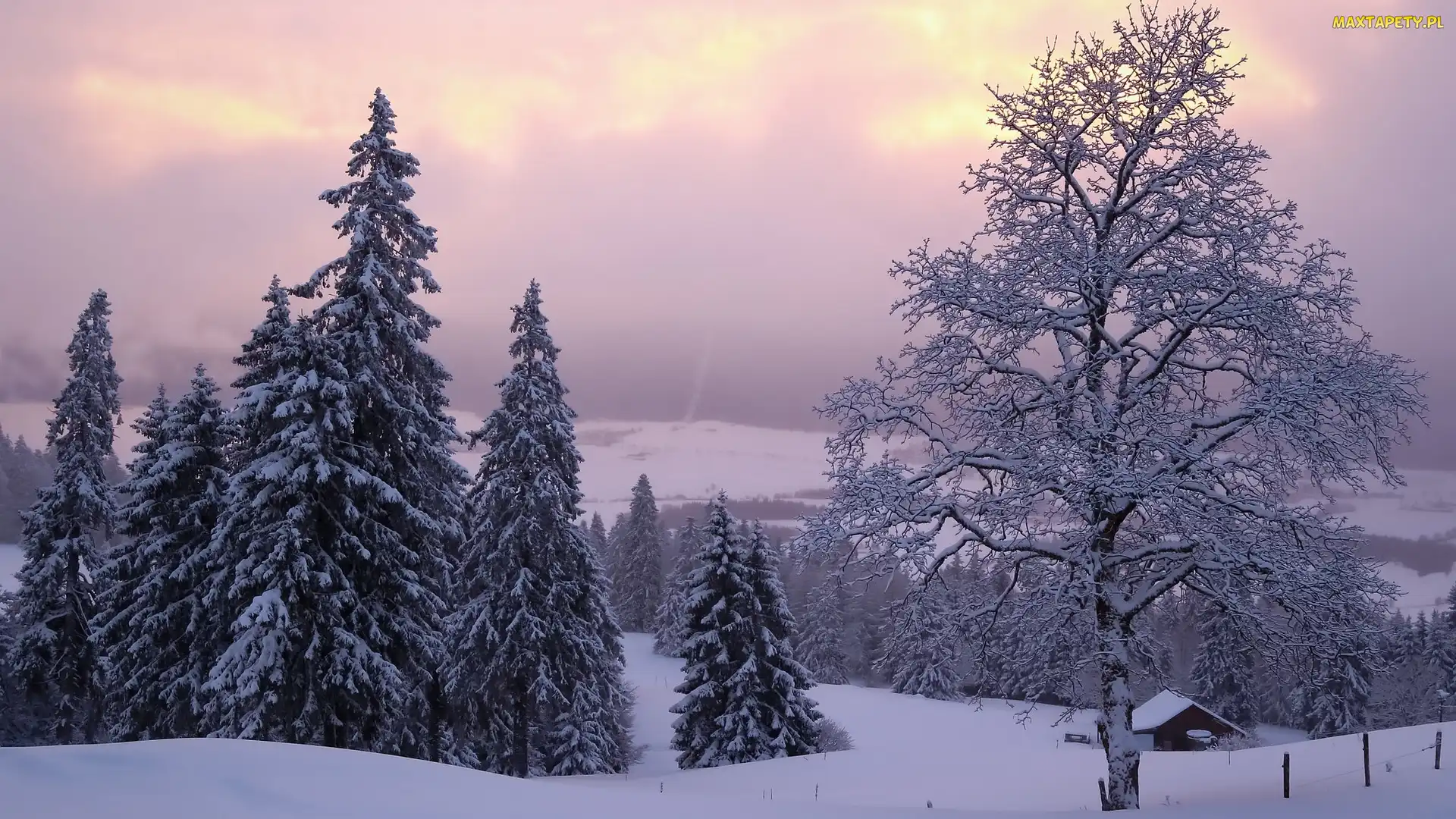 Neuchatel, Domek, Śnieg, Szwajcaria, Świerki, Zima, Drzewa