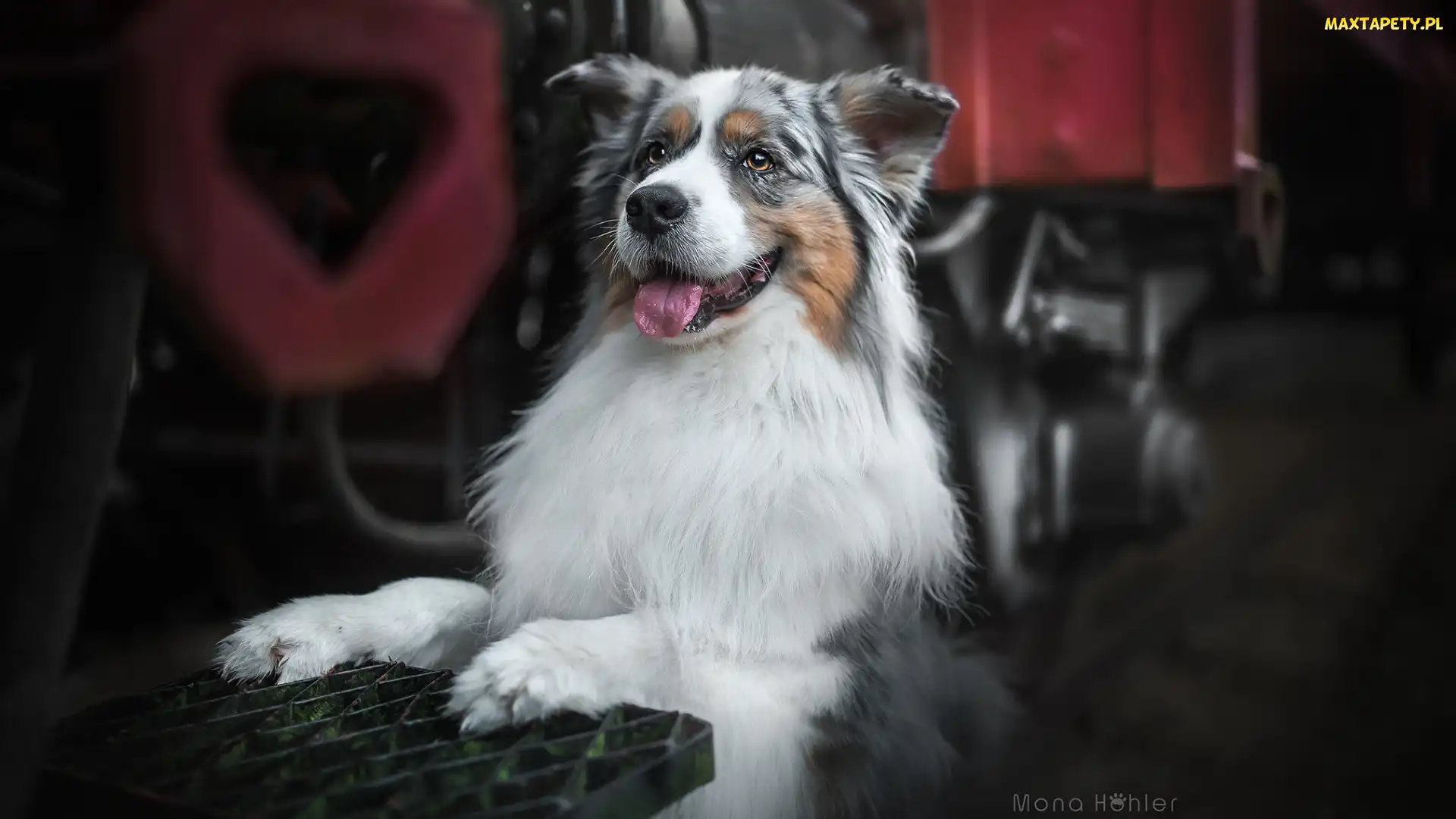 Owczarek australijski, Kratka, Metalowa, Australian shepherd, Pies