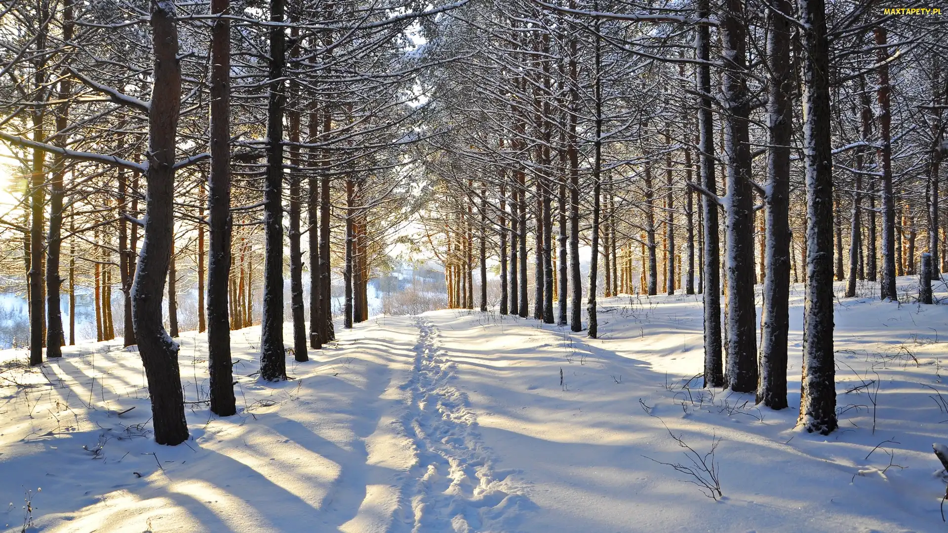 Las, Drzewa, Zima, Śnieg, Ślady, Droga
