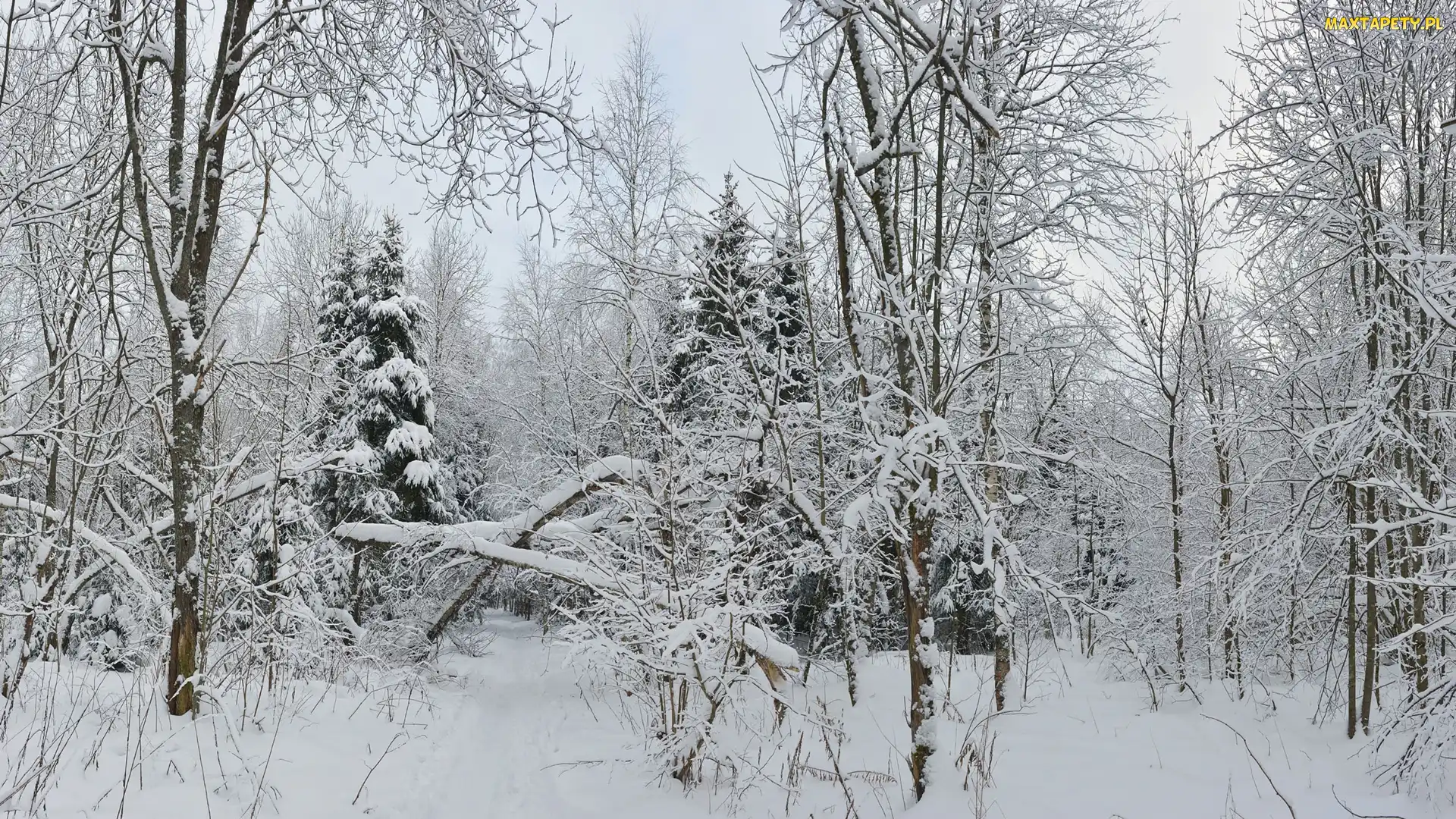 Las, Śnieg, Krzewy, Drzewa, Zima