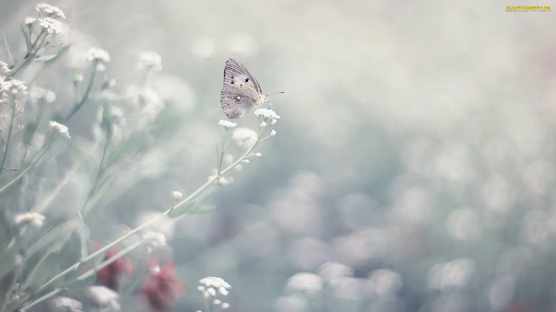 Kwiatki, Motyl, Białe