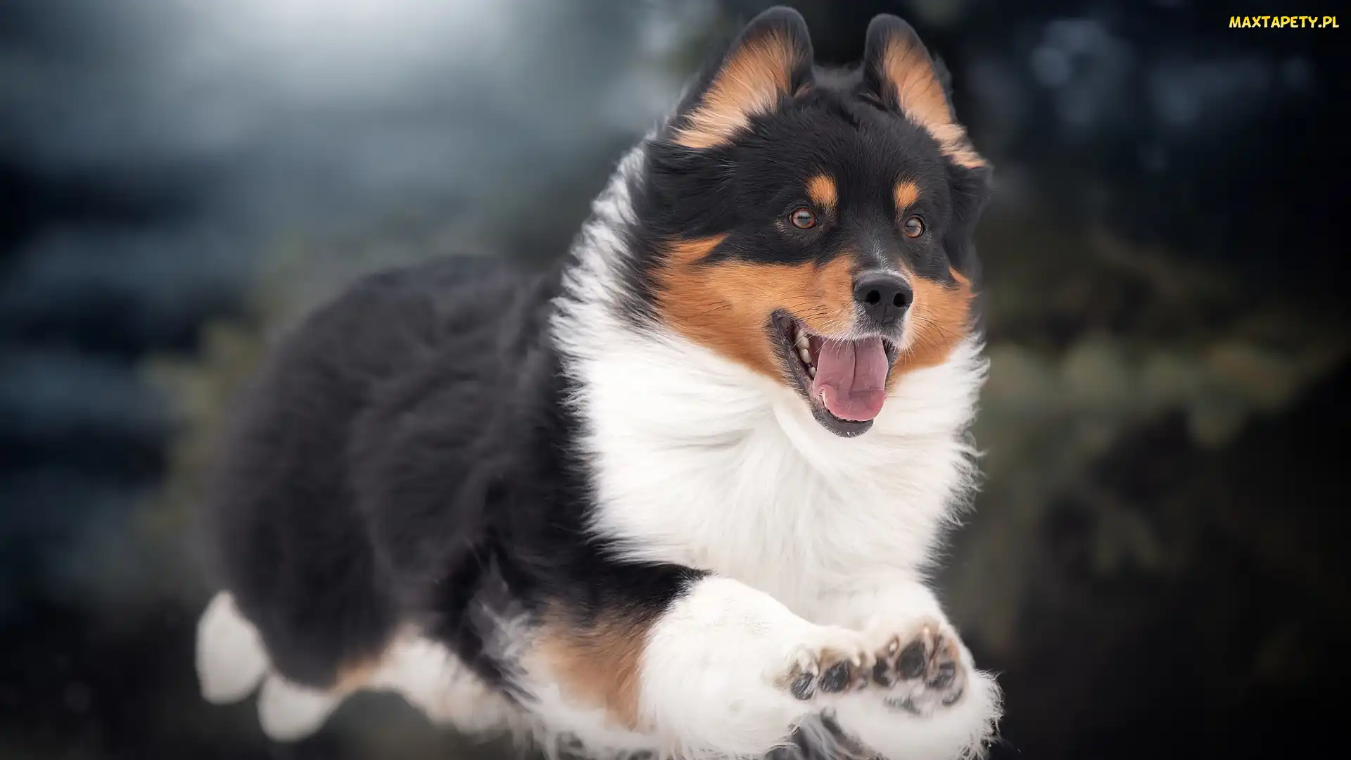 Welsh corgi pembroke, Skok, Pies