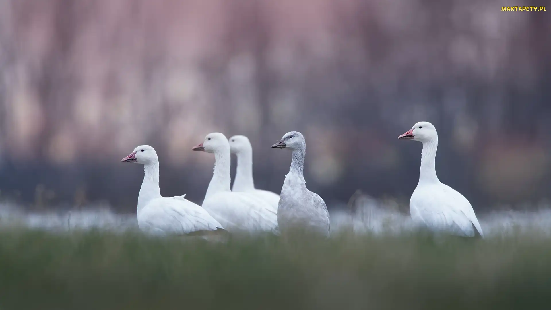 Gęsi, Rozmycie, Trawa, Śnieżyce duże, Ptaki