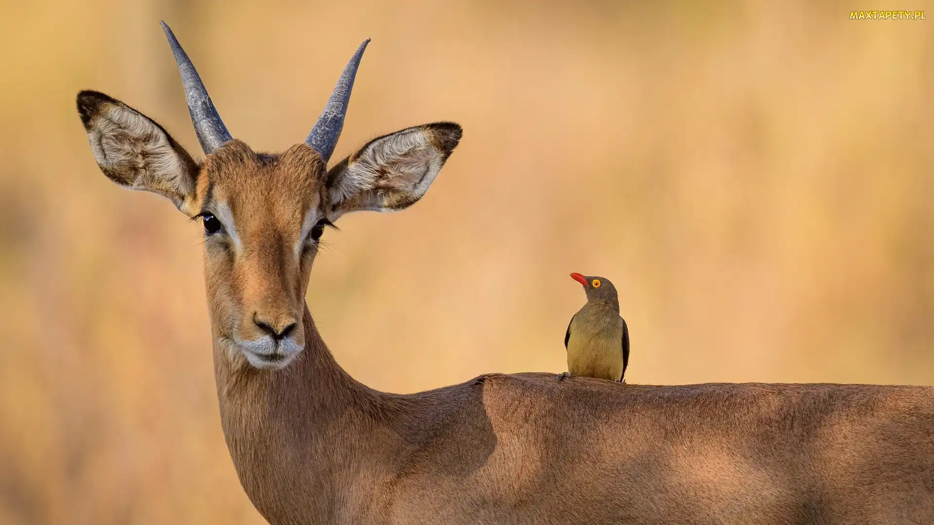 Impala, Bąkojad, Ptak