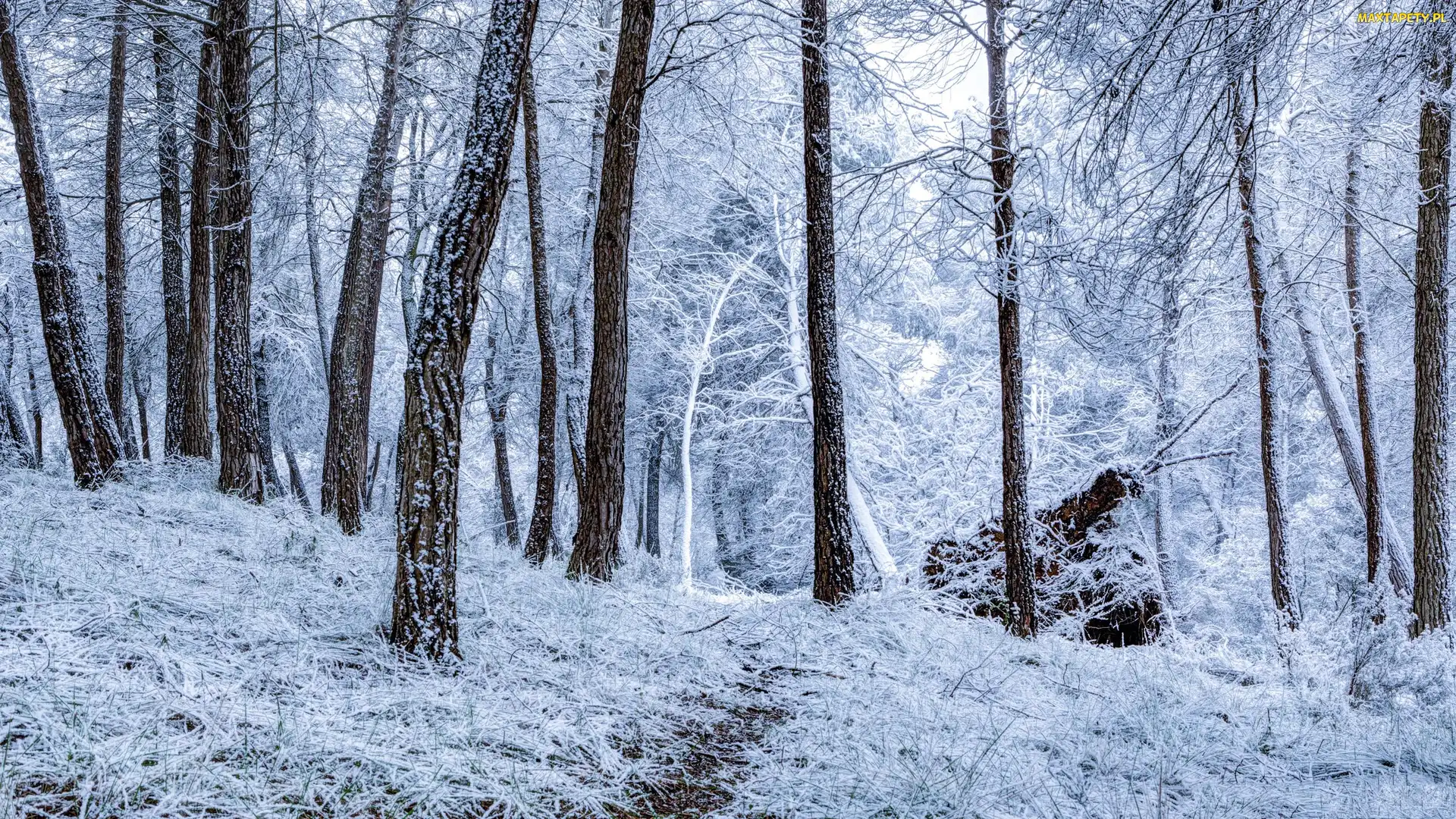 Ścieżka, Drzewa, Las, Zima, Śnieg, Szron