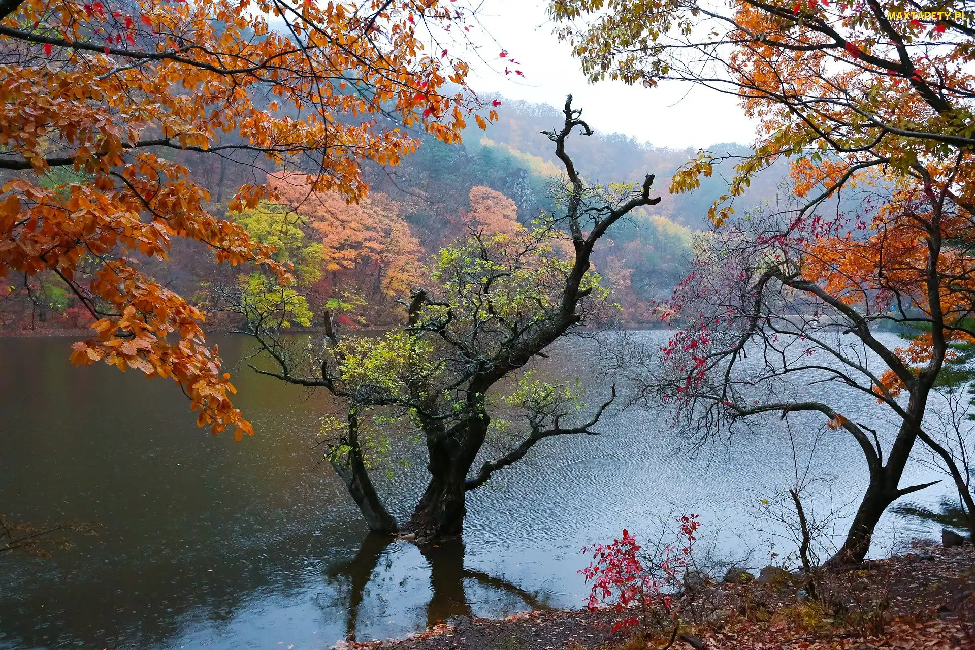 Kolorowe, Deszcz, Jezioro, Drzewa, Jesień