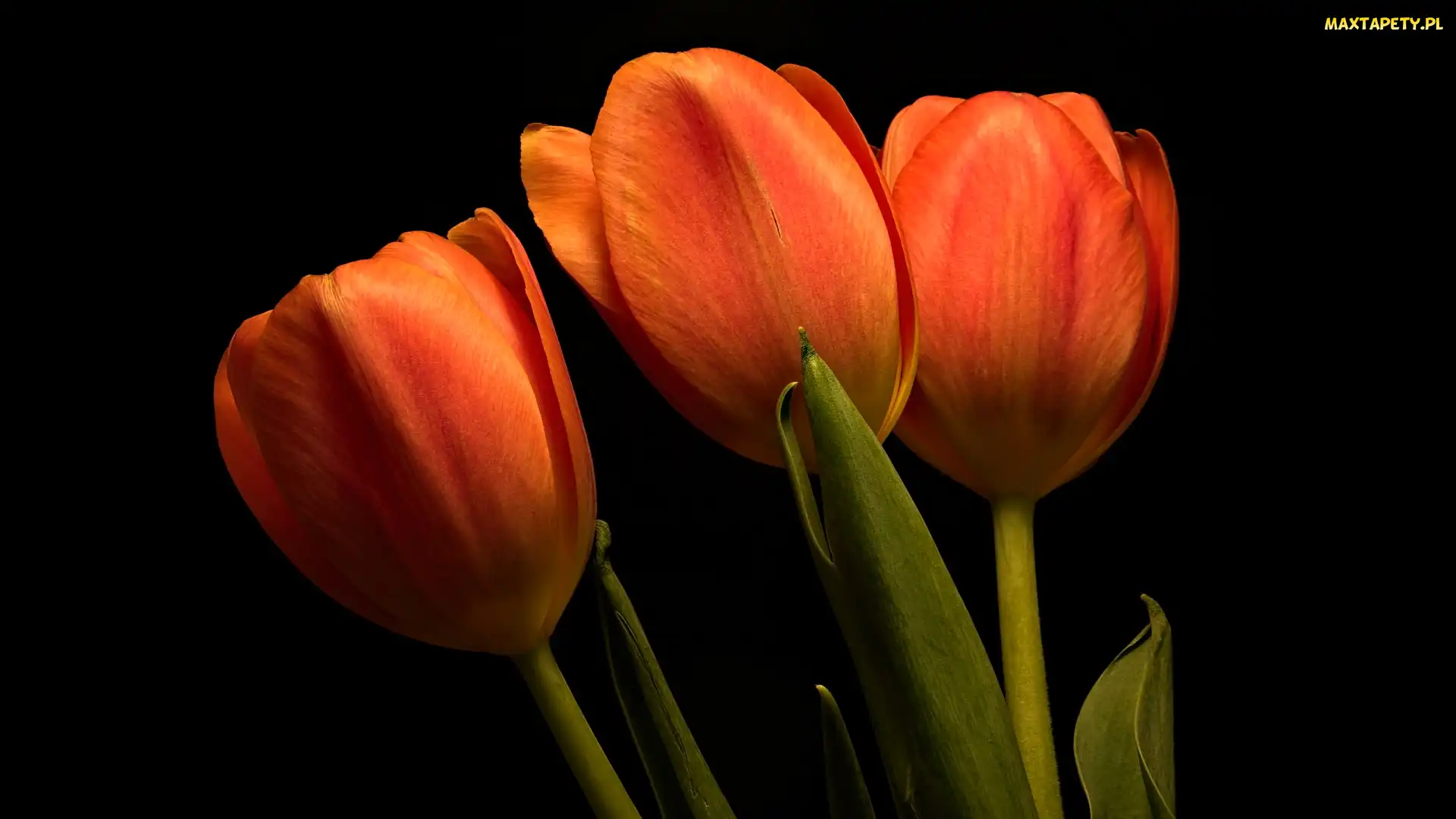 Pomarańczowe, Tło, Ciemne, Tulipany, Trzy
