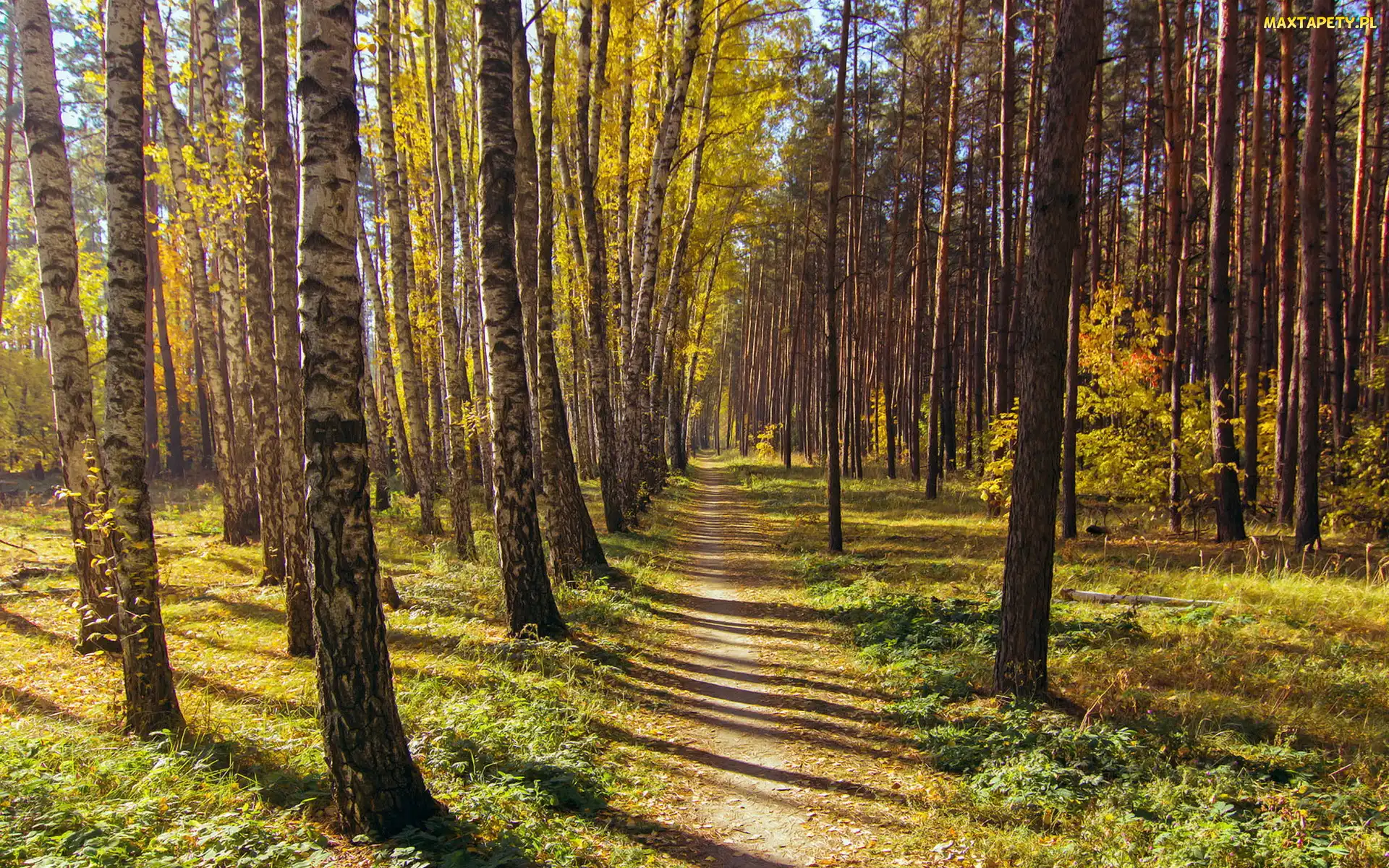 Ścieżka, Dróżka, Las, Drzewa