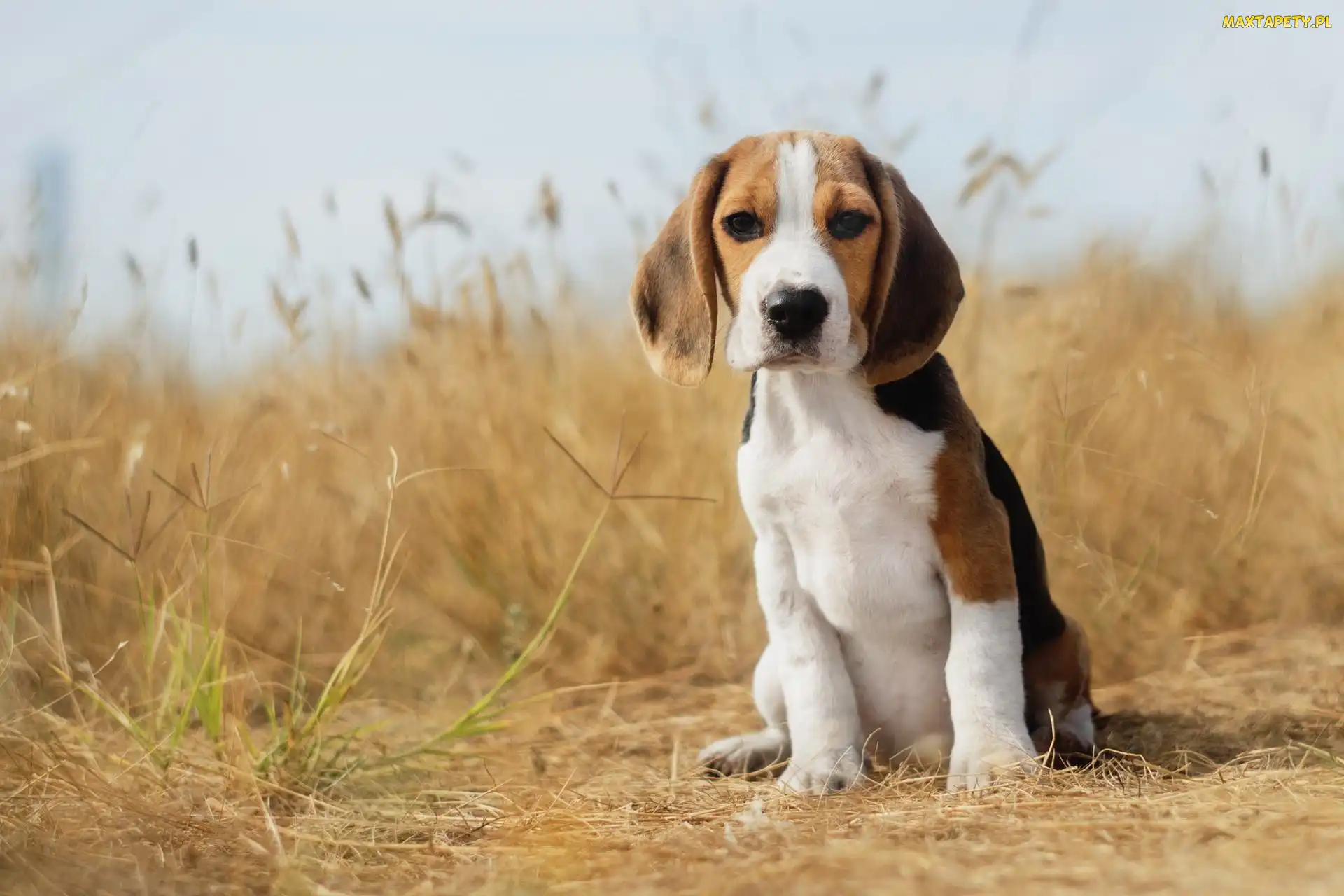 Beagle, Pies, Siedzący, Szczeniak