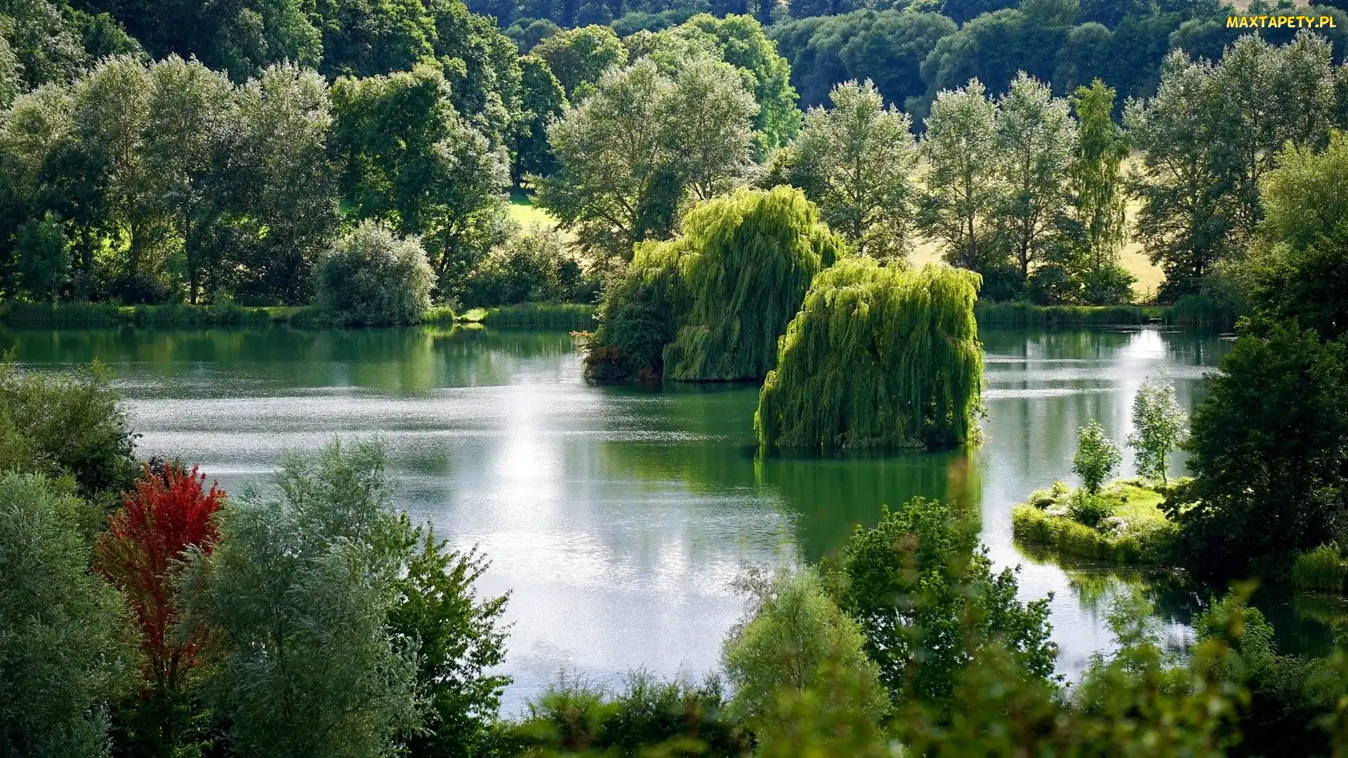 Jezioro, Wierzby płaczące, Drzewa