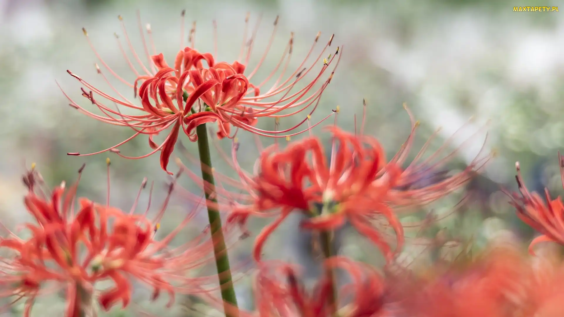 Lycoris, Lilie pajęcze, Kwiaty, Czerwone