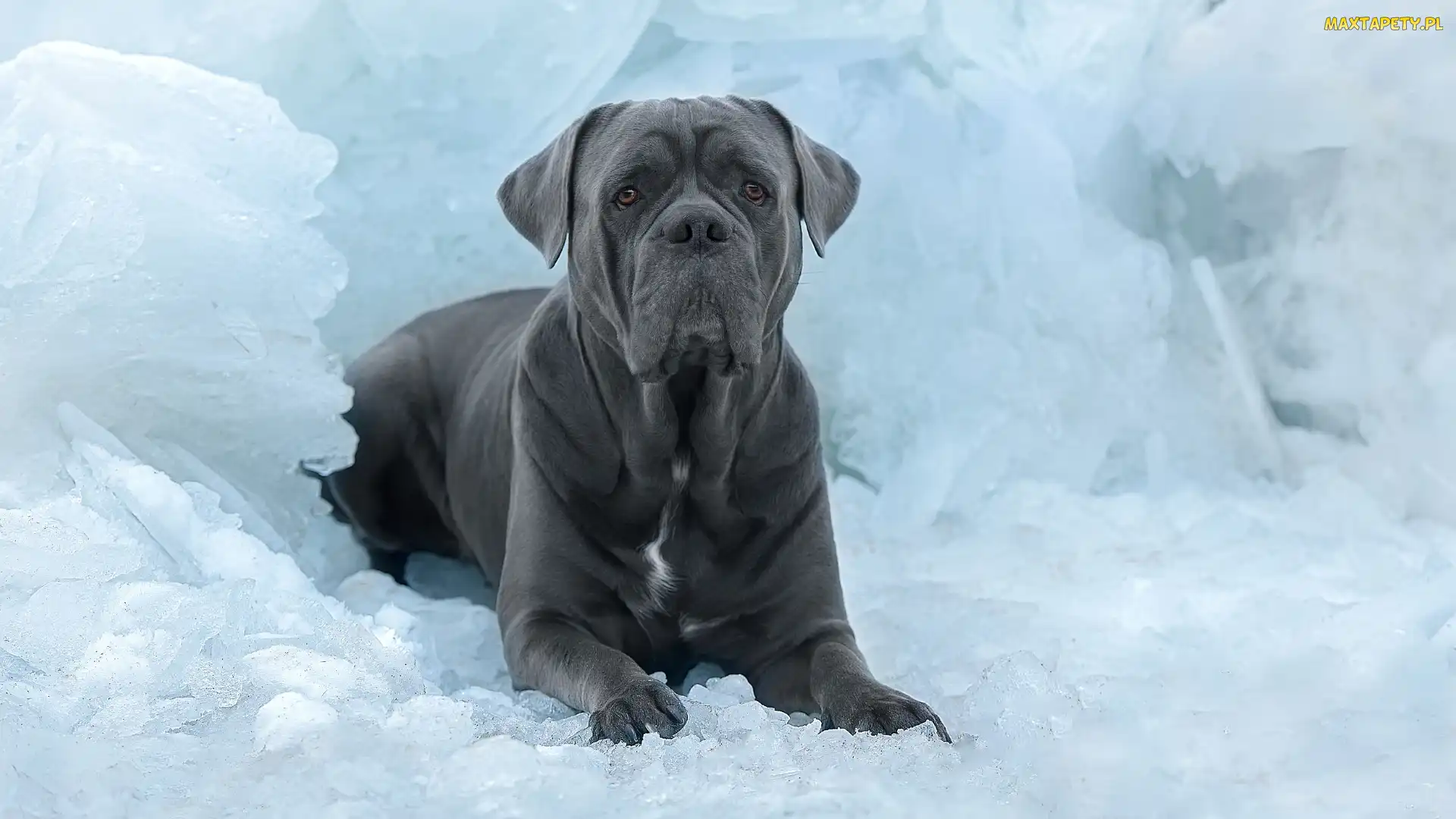 Lód, Cane corso, Grafitowy, Pies
