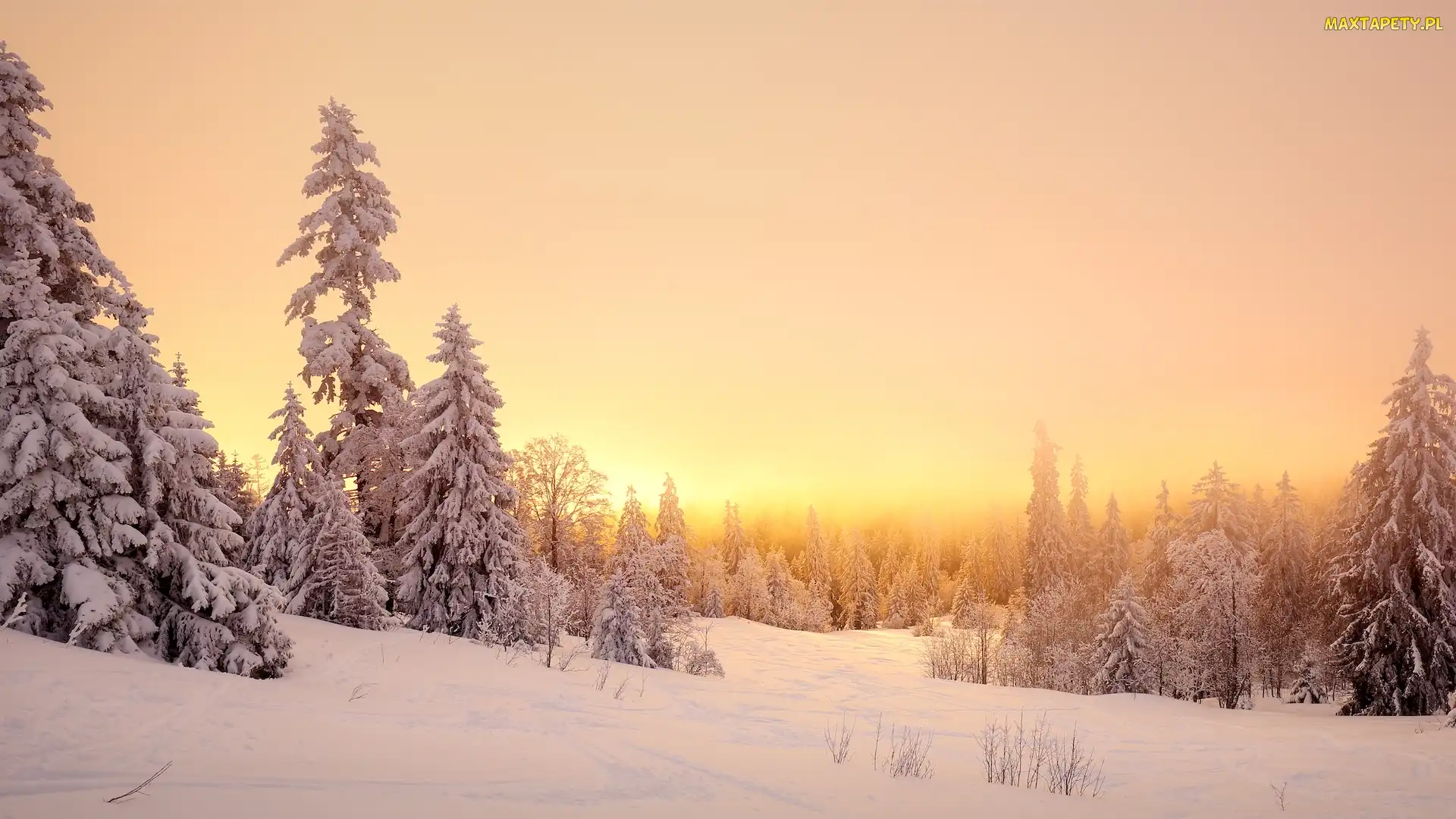 Śnieg, Mgła, Wschód słońca, Drzewa, Zima