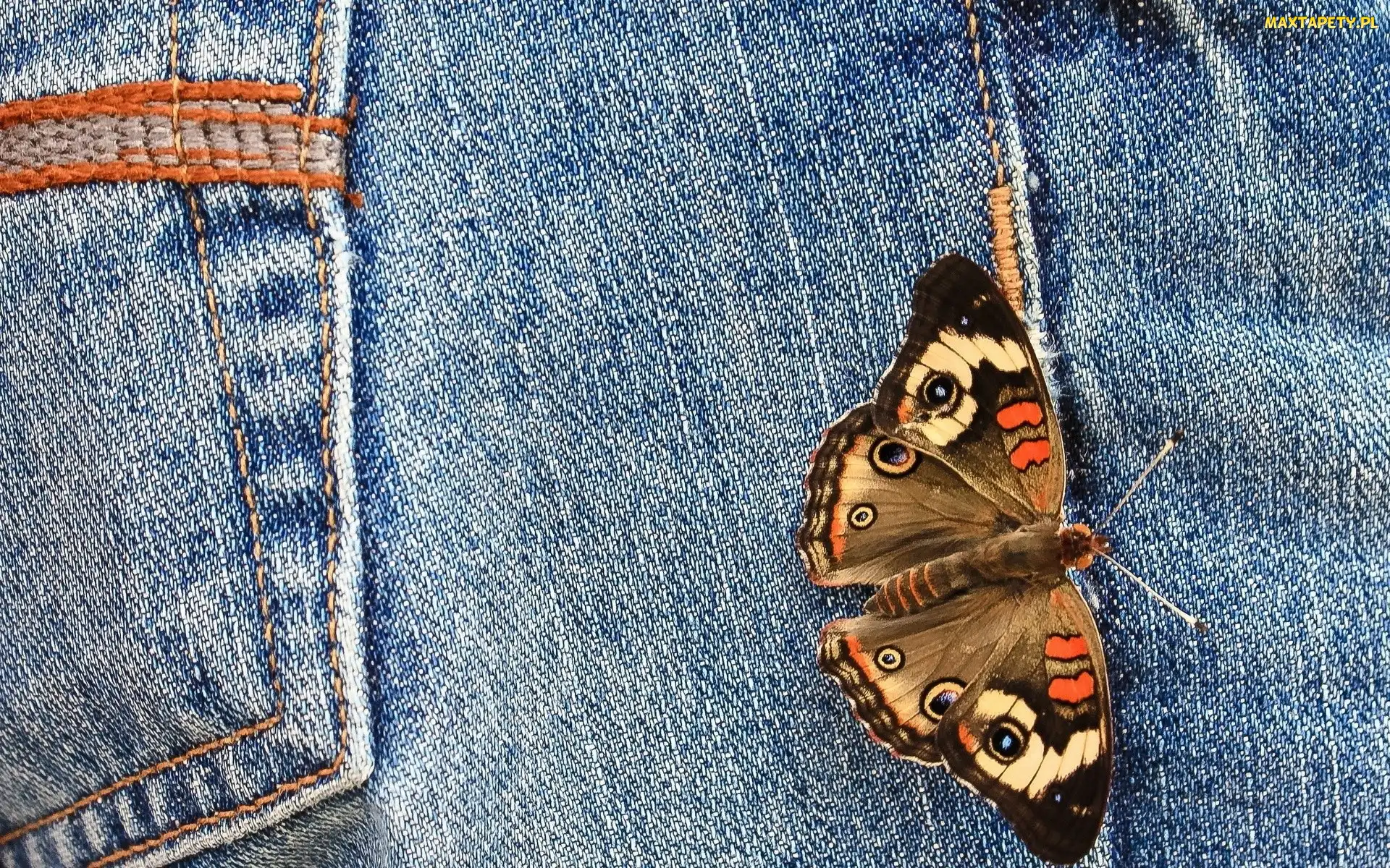 Spodnie, Motyl, Kieszeń, Dżinsy