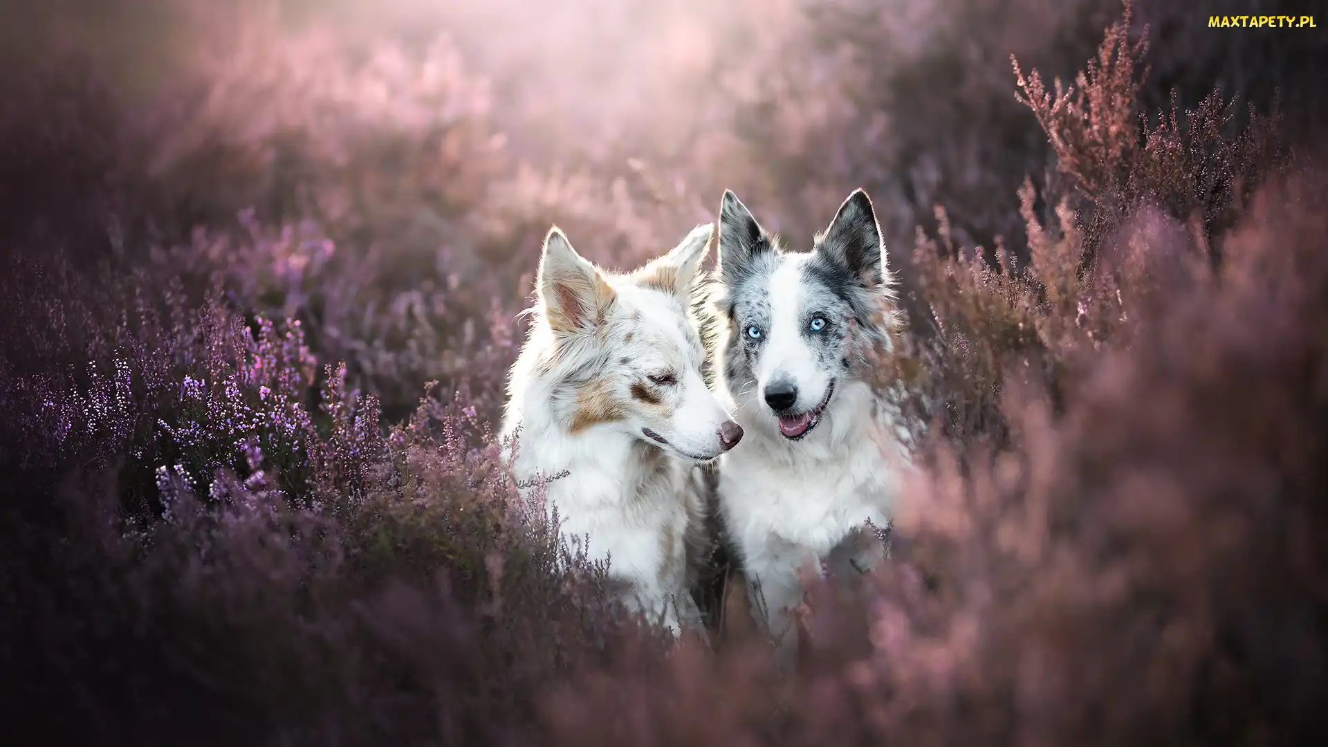 Dwa, Wrzosy, Border collie, Psy