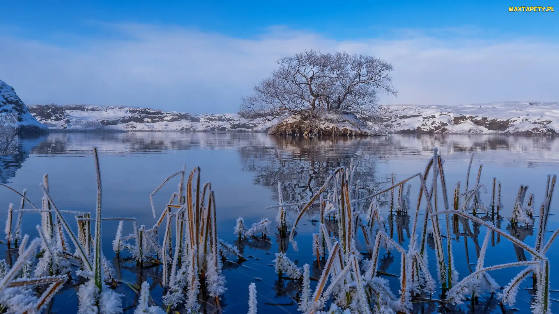 Islandia, Jezioro Myvatn, Drzewo, Zima, Oszronione, Trawy