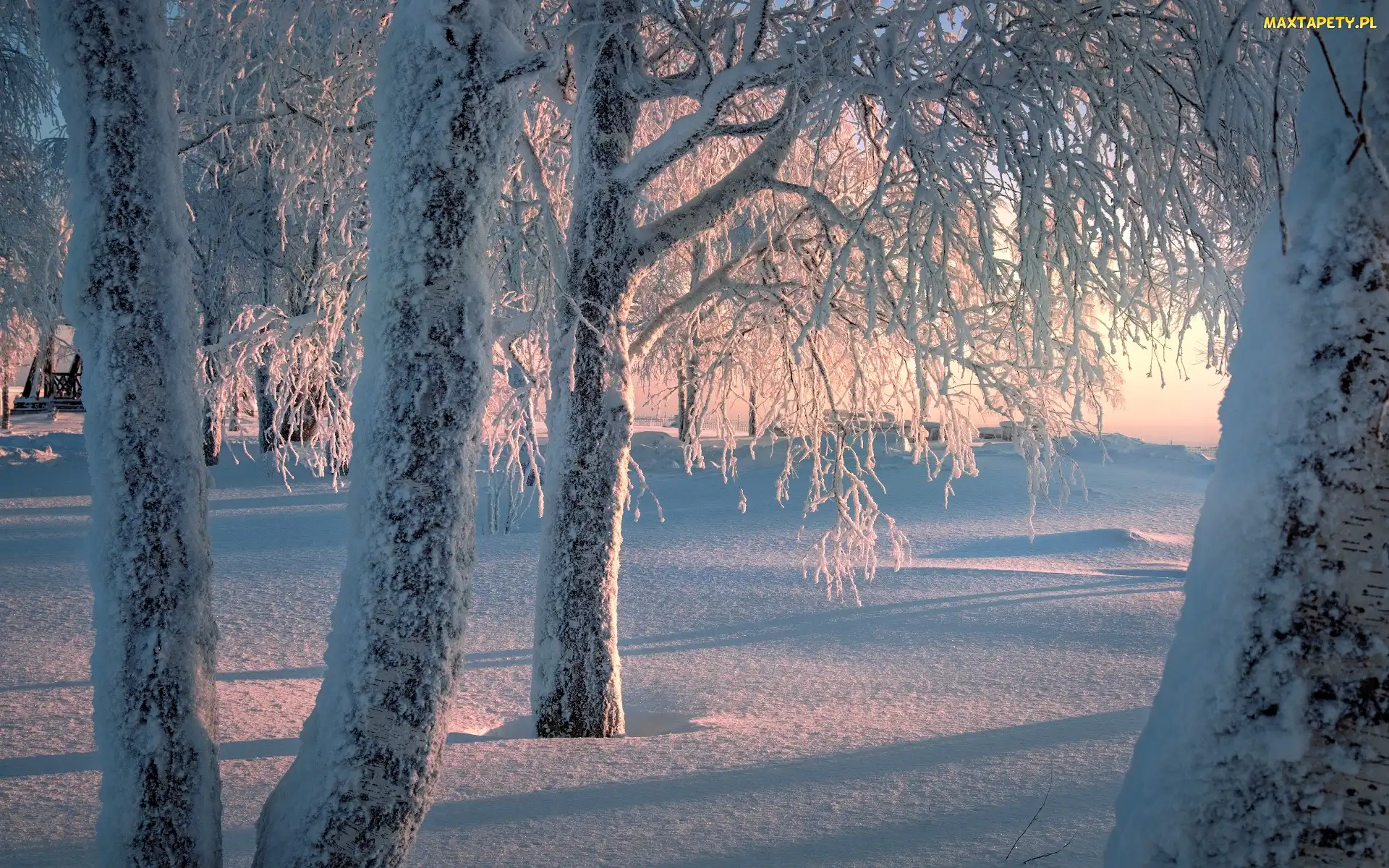 Śnieg, Zima, Drzewa, Ośnieżone