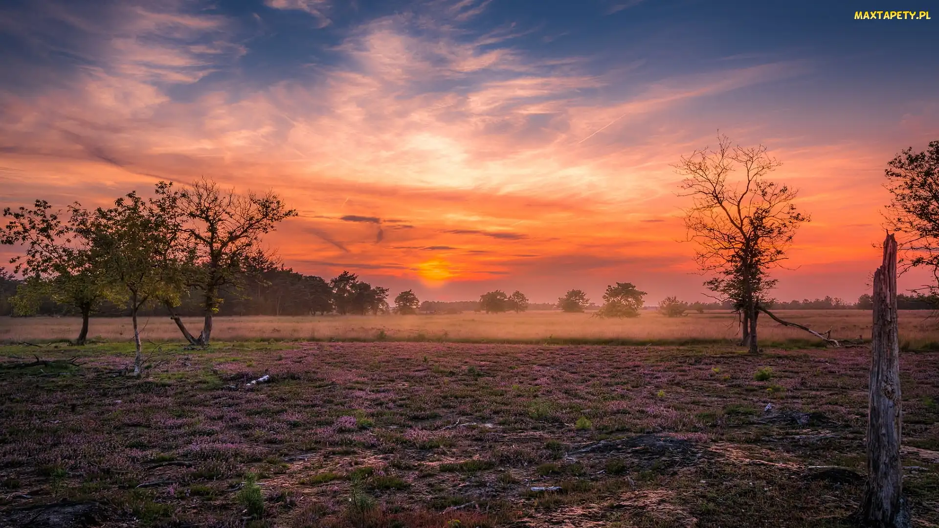 Wrzosowisko, Brabancja Północna, Niebo, Holandia, Someren Heide, Kolorowe, Łąka, Drzewa, Zachód słońca