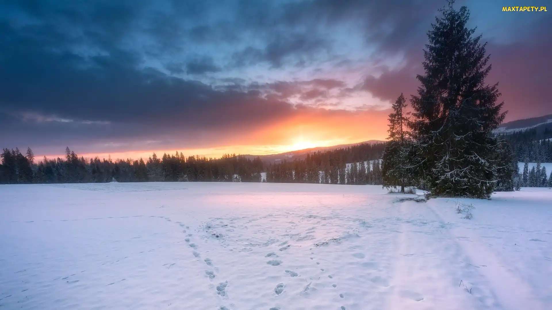 Drzewa, Ślady, Góry, Wschód słońca, Śnieg, Zima, Las