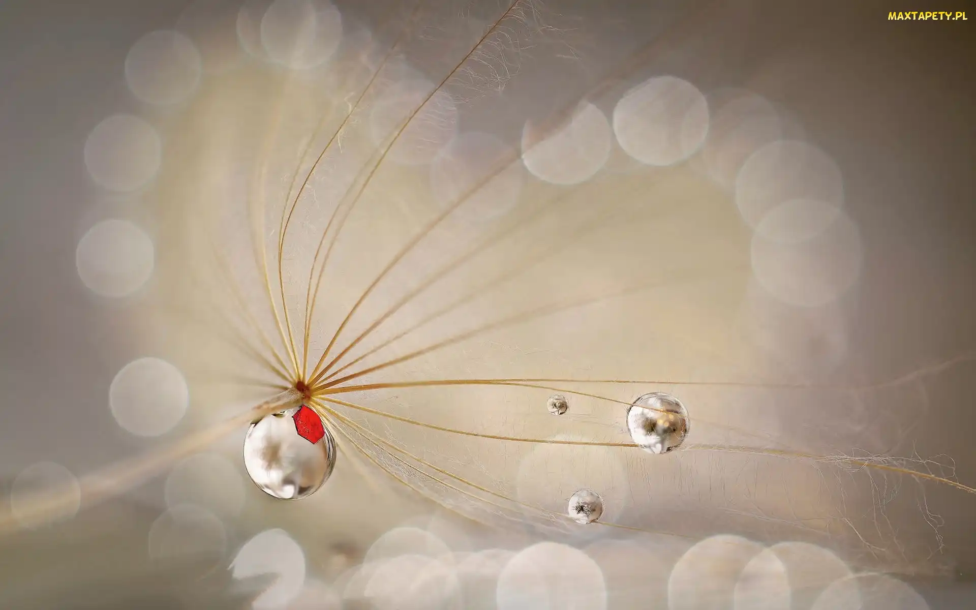 Niełupek, Bokeh, Makro, Krople, Dmuchawiec