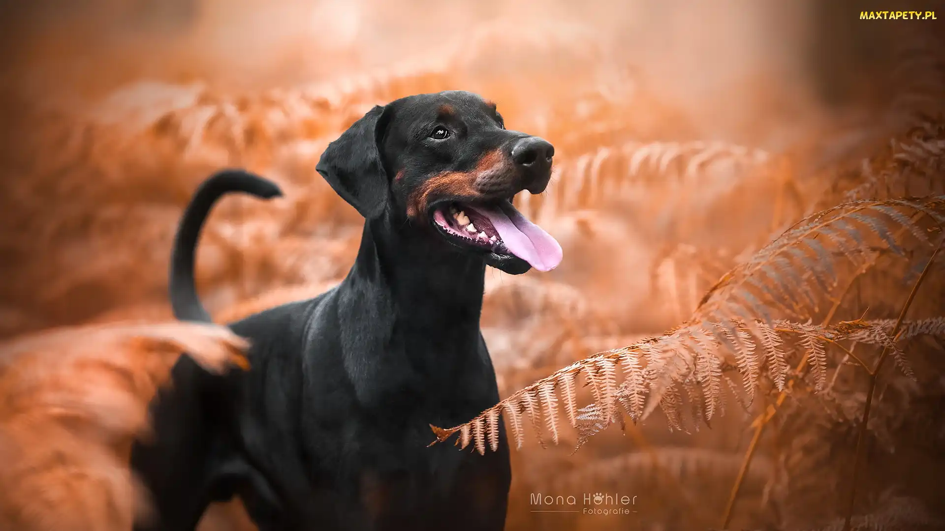 Doberman, Paprocie, Pies