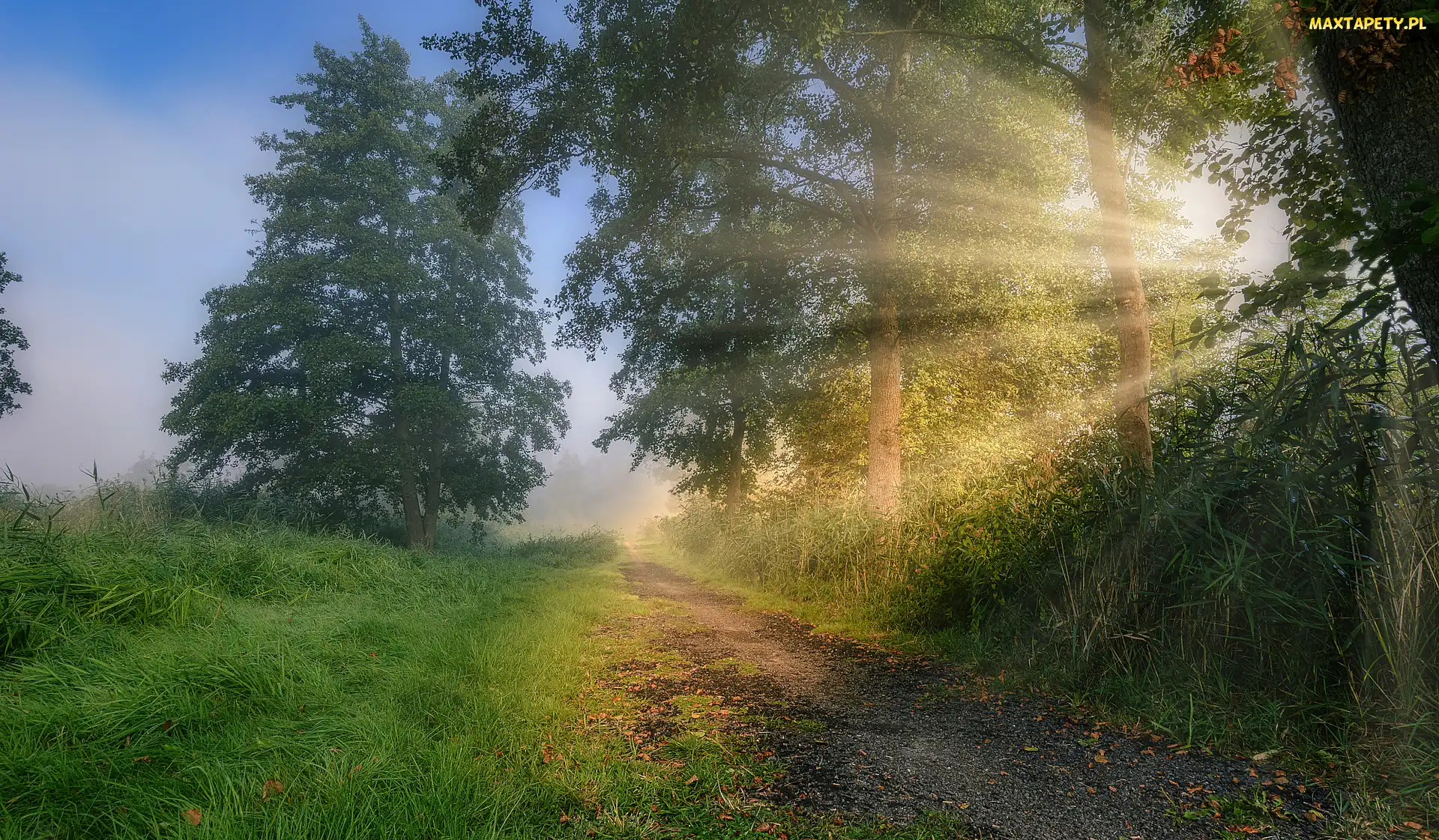 Las, Ścieżka, Przebijające światło, Trawa, Wschód słońca, Drzewa