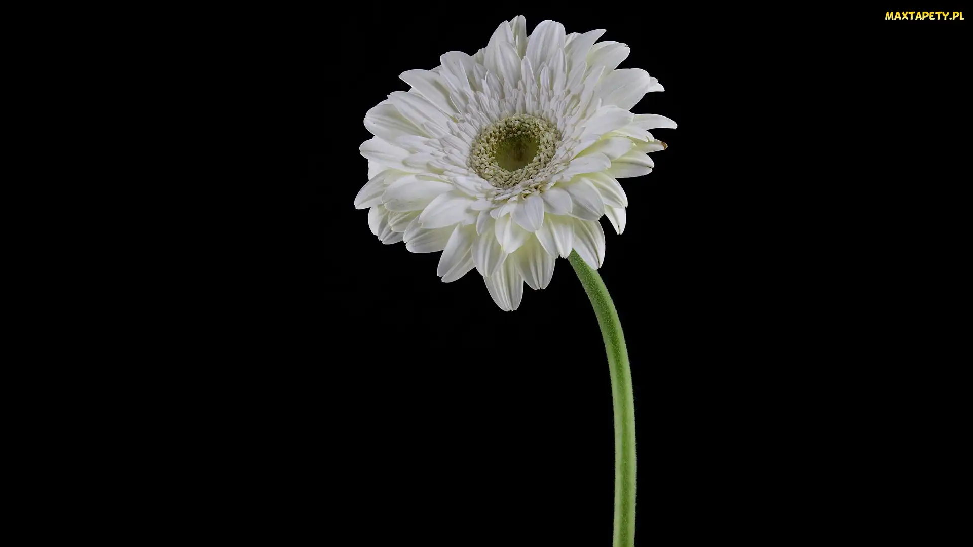 Tło, Ciemne, Biała, Gerbera