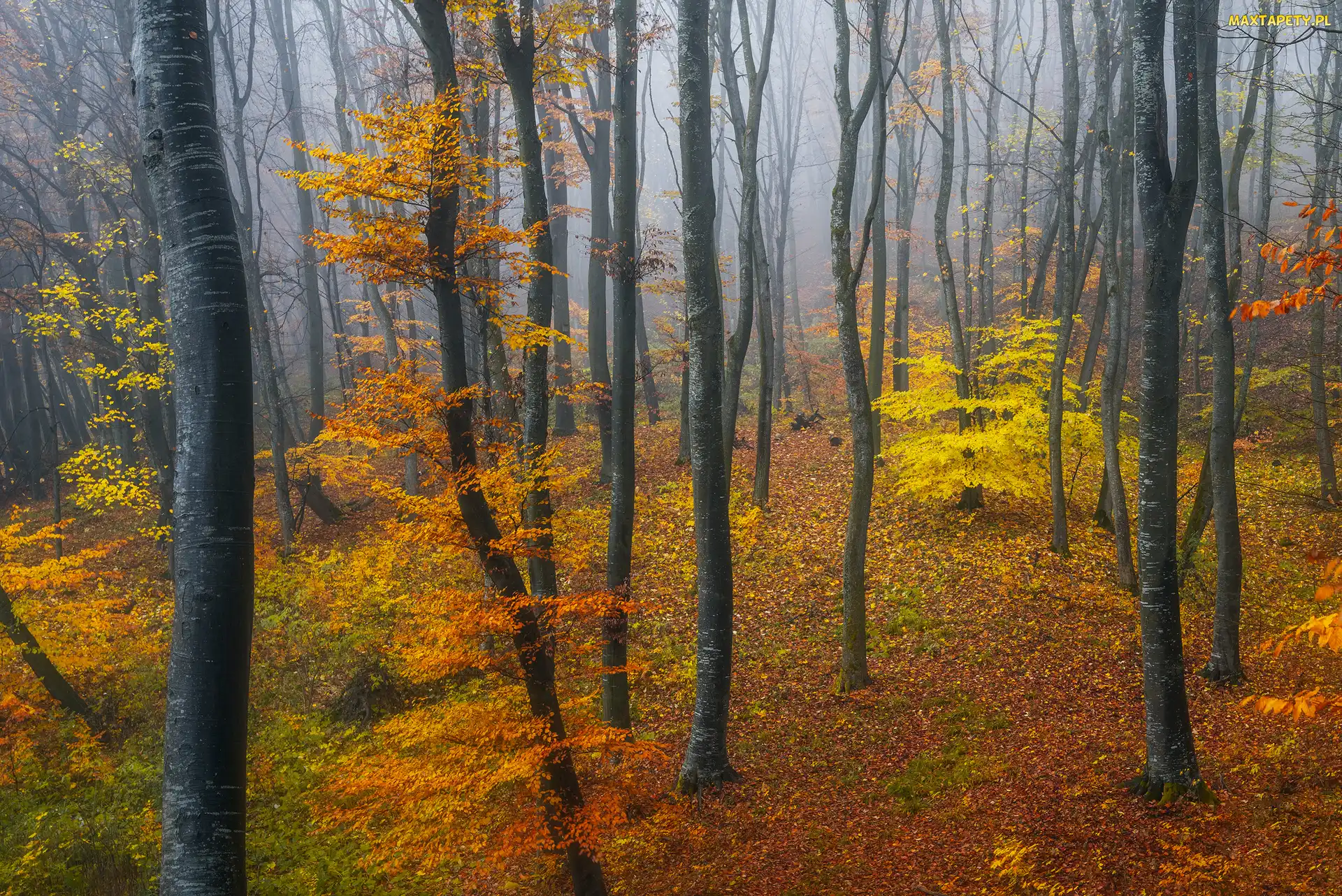 Las, Liście, Krzewy, Drzewa, Jesień