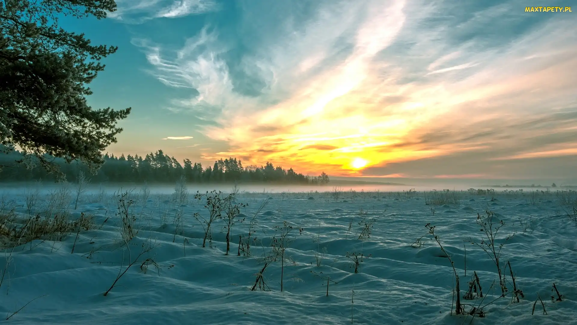 Las, Mgła, Zima, Pole, Śnieg, Drzewa, Zachód słońca, Rośliny