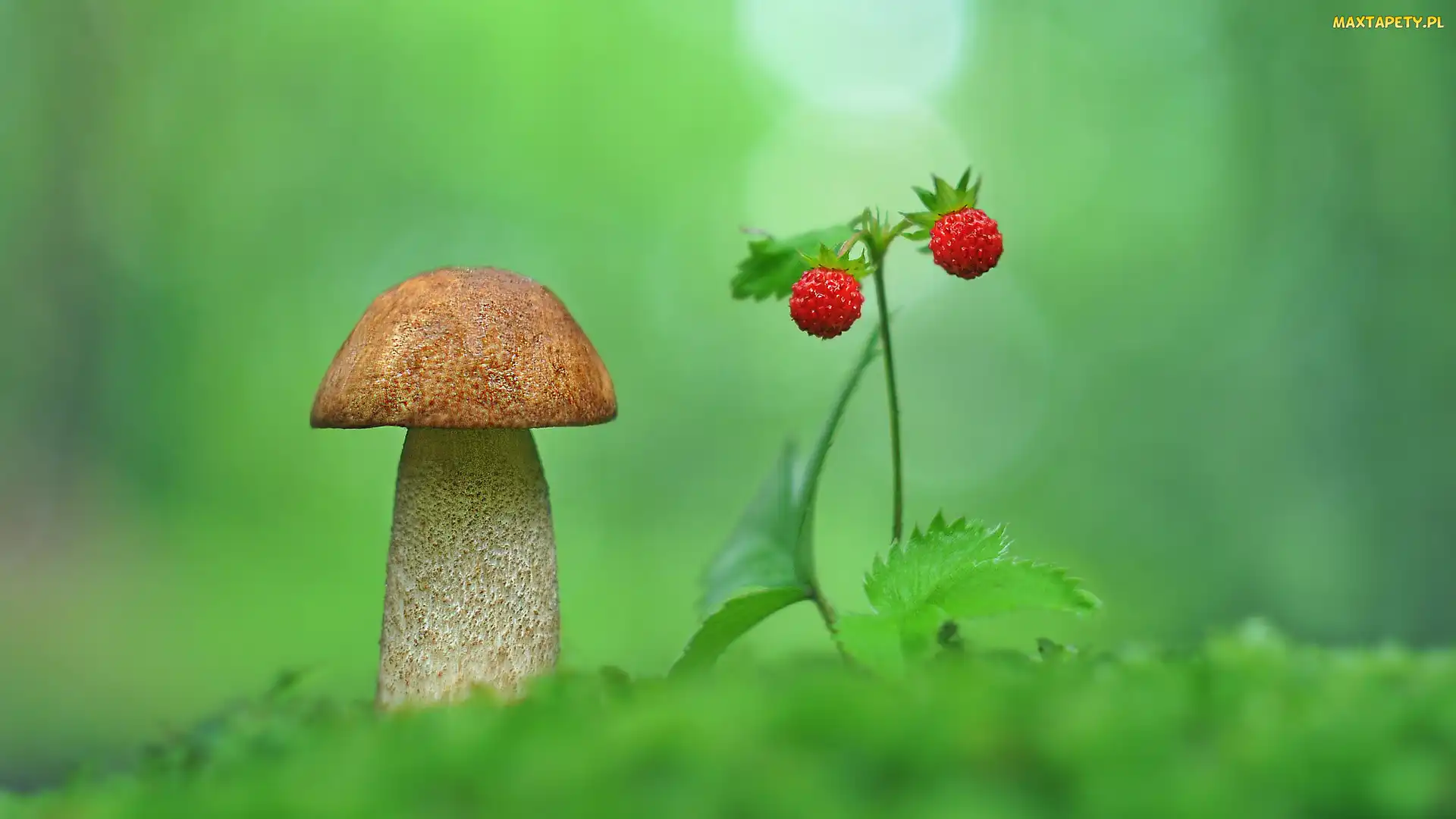 Grzyb, Zbliżenie, Poziomki, Koźlarz czerwony