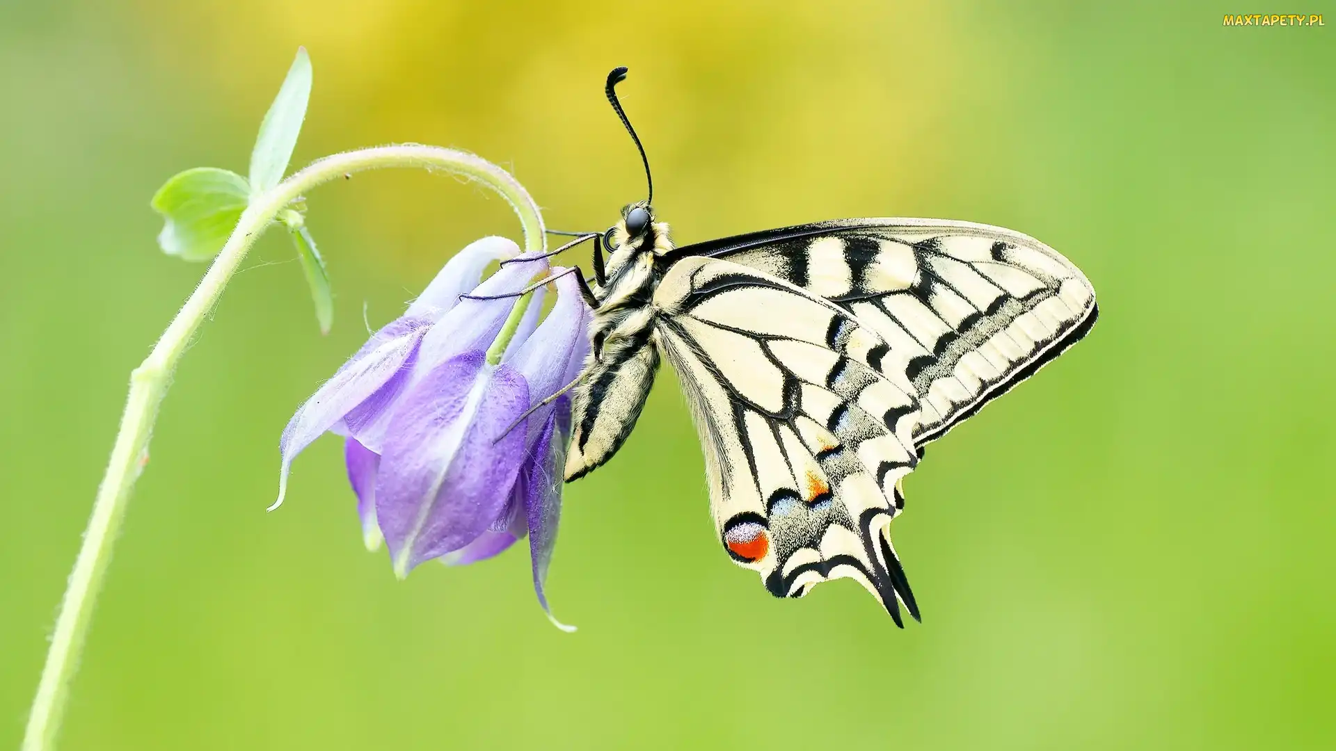 Motyl, Zbliżenie, Fioletowy, Kwiat, Paź królowej