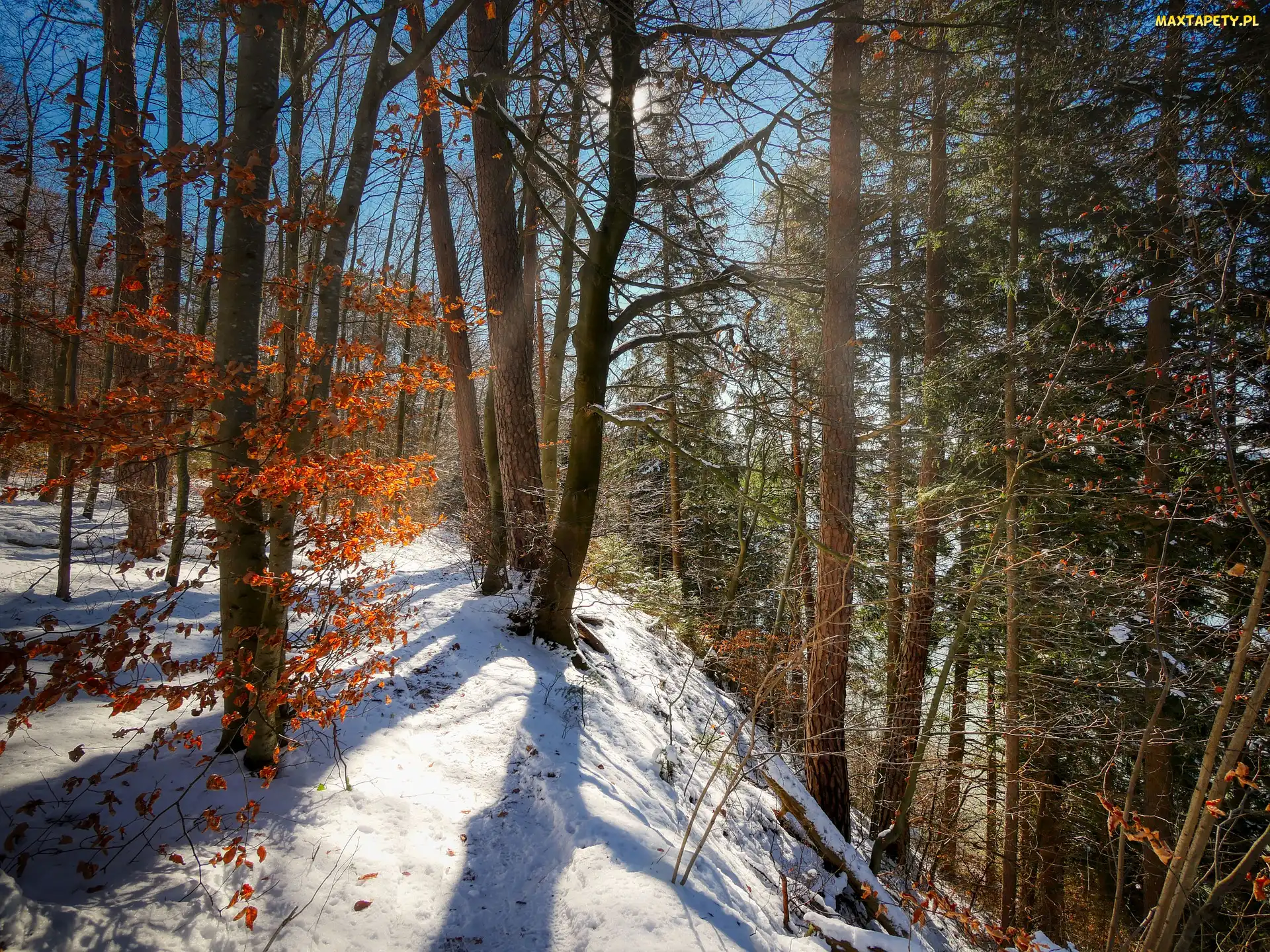Skarpa, Śnieg, Drzewa, Las